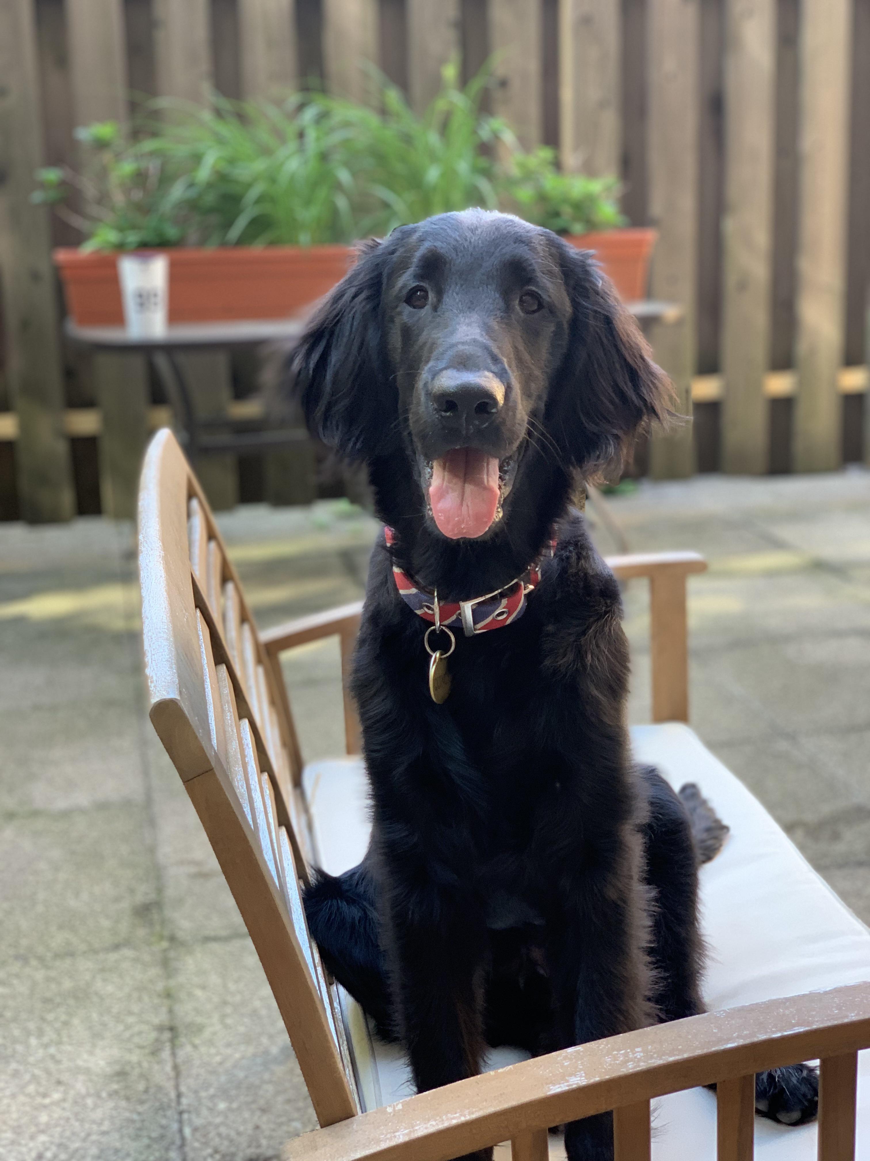 Any other flat coats in NYC??? This is Quincy, 5 months old r/flatcoat