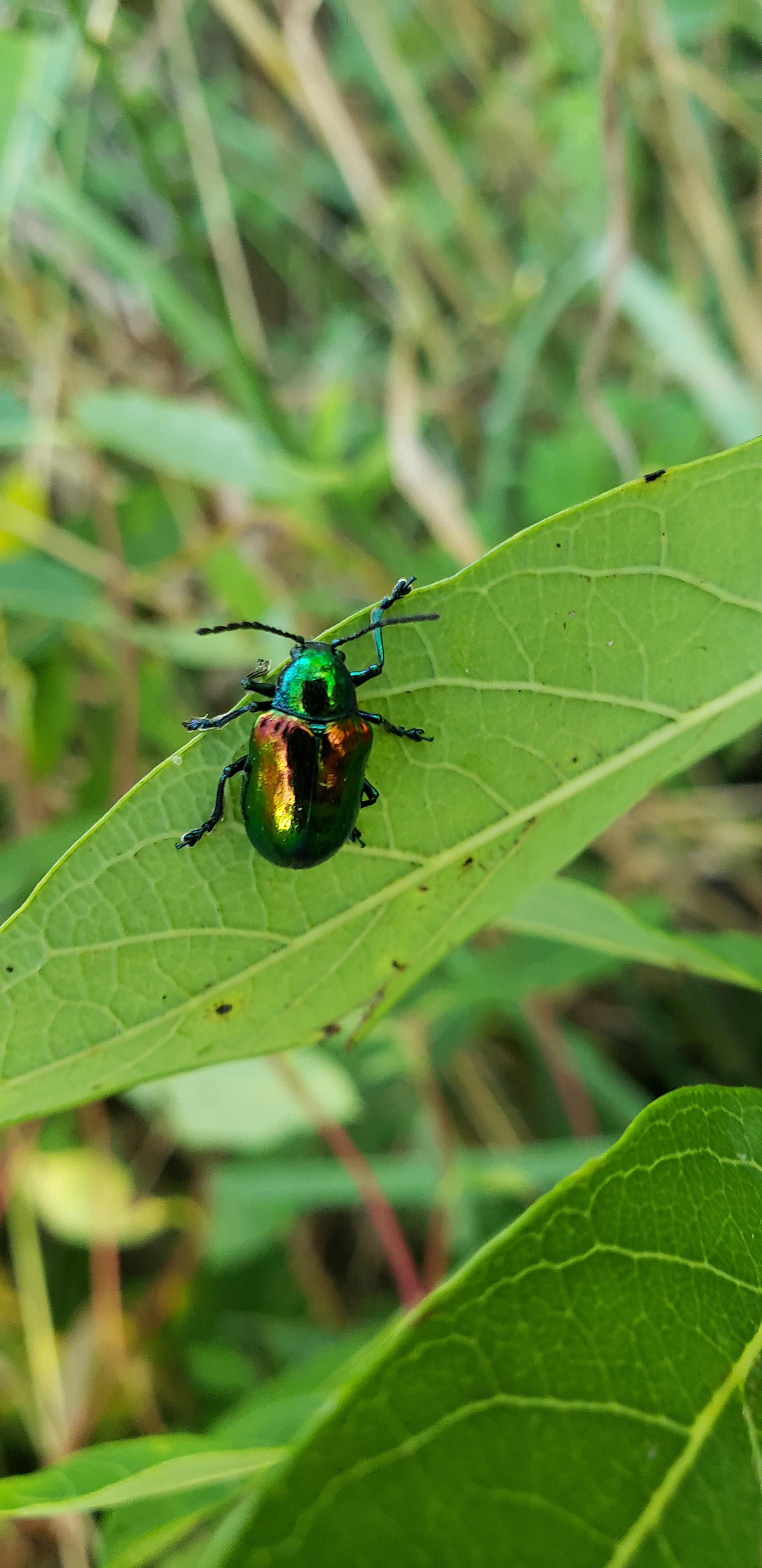 What is this beetle? Found on a plant in Pennsylvania r/whatsthisbug