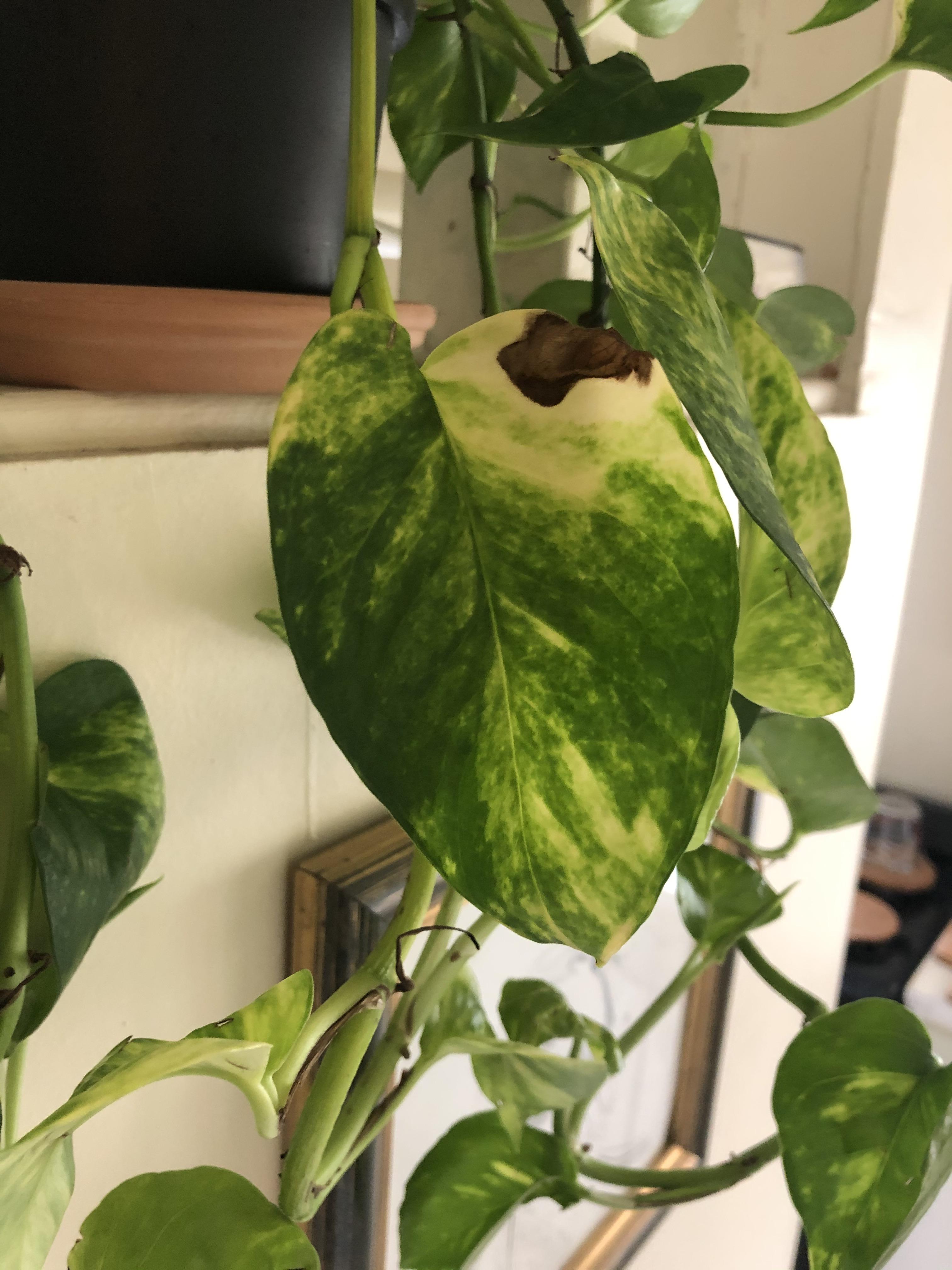 Why are there dark spots only on the whiter areas of my pothos