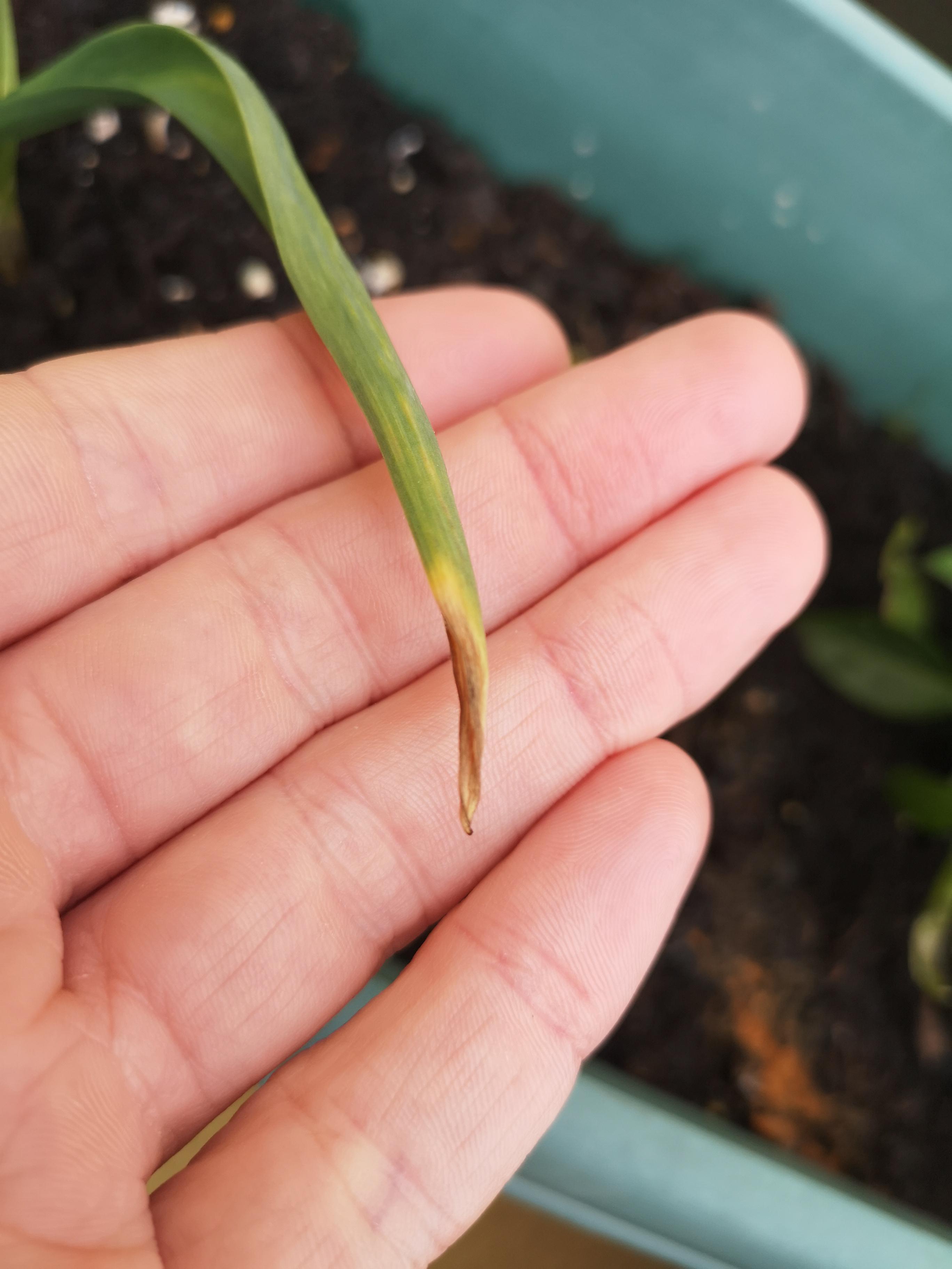 How is my garlic doing? Is it dying or OK? r/Garlic