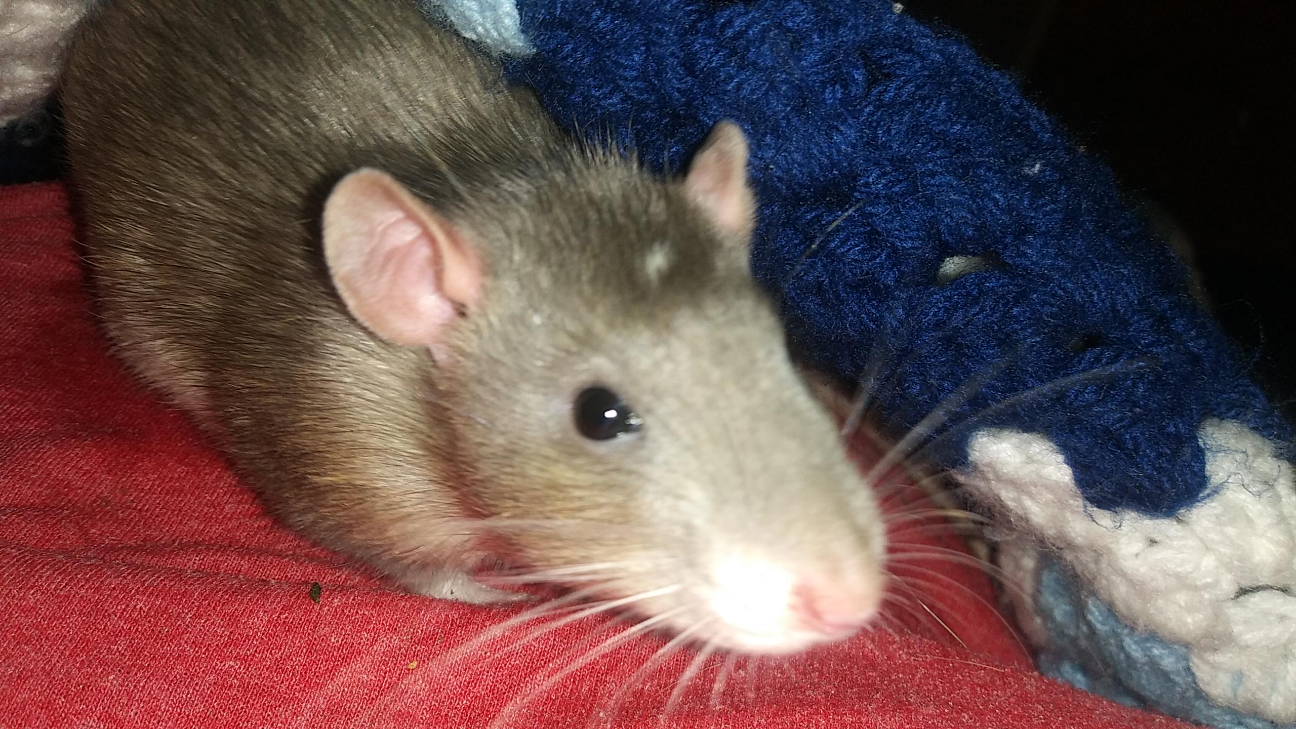 At 1020 PM I lost my friend. The rat known as Courage, beloved by all