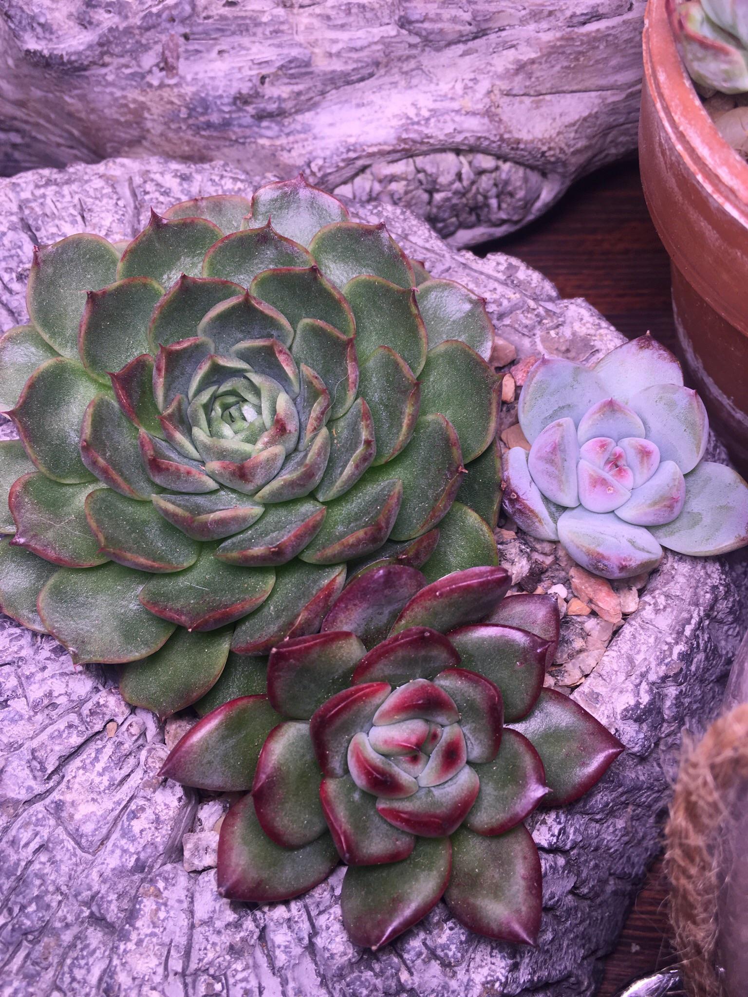 This planter is my pride and joy. r/succulents