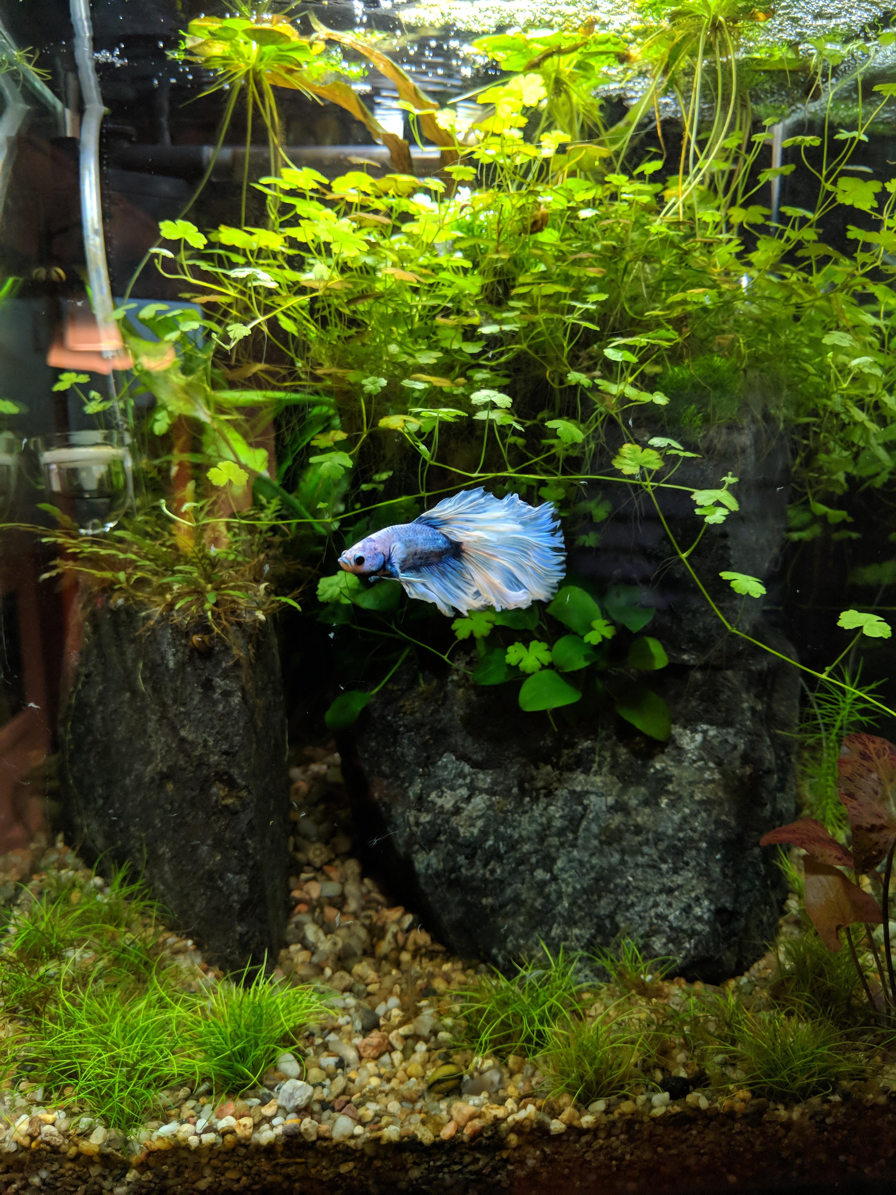 Hey reddit, meet my new Betta ) r/bettafish