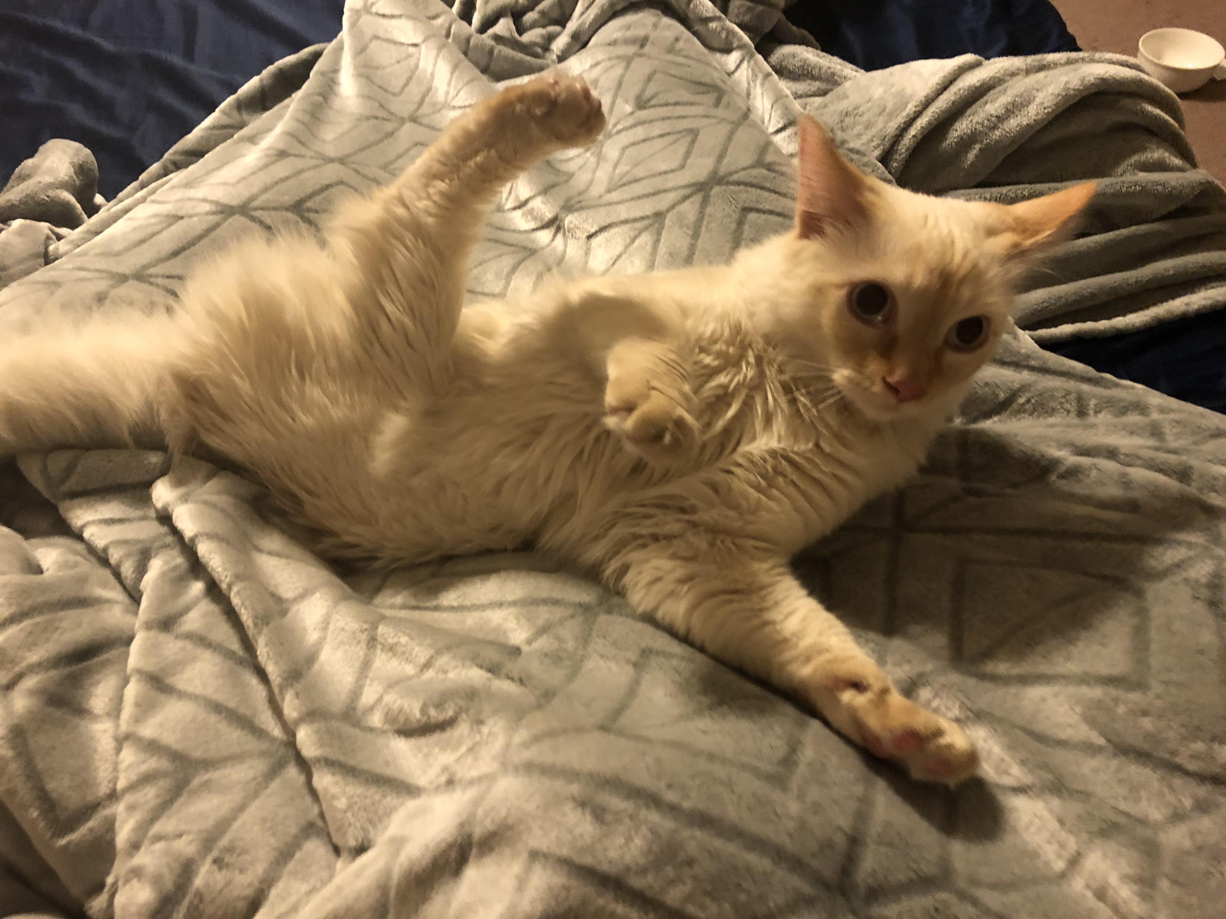 I took a picture of my cat looking very confused r/cats