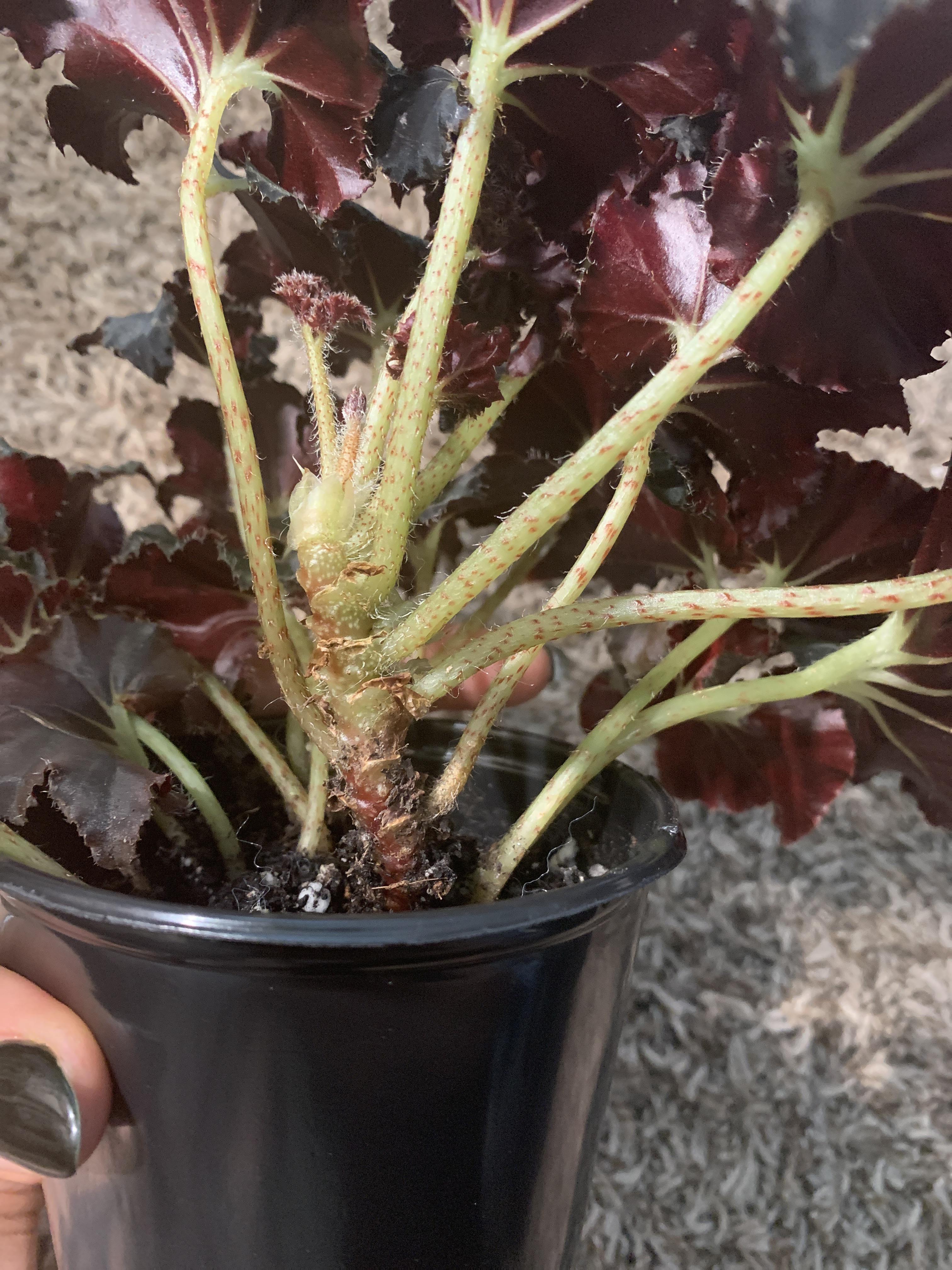 A little newer to the rhizomatous begonias...she’s been doing great but