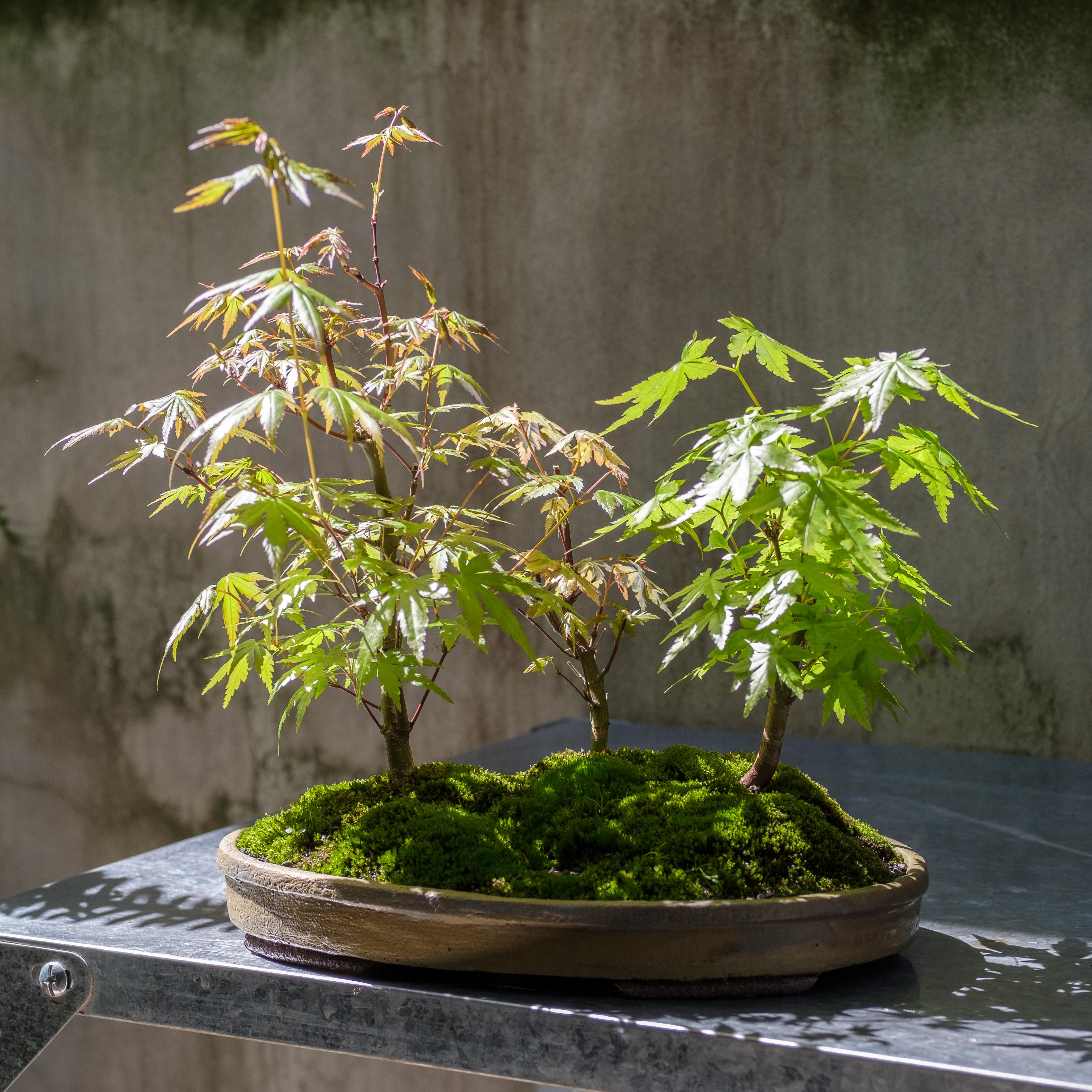194 best Japanese Maple Bonsai images on Pholder Bonsai, Bonsai Porn