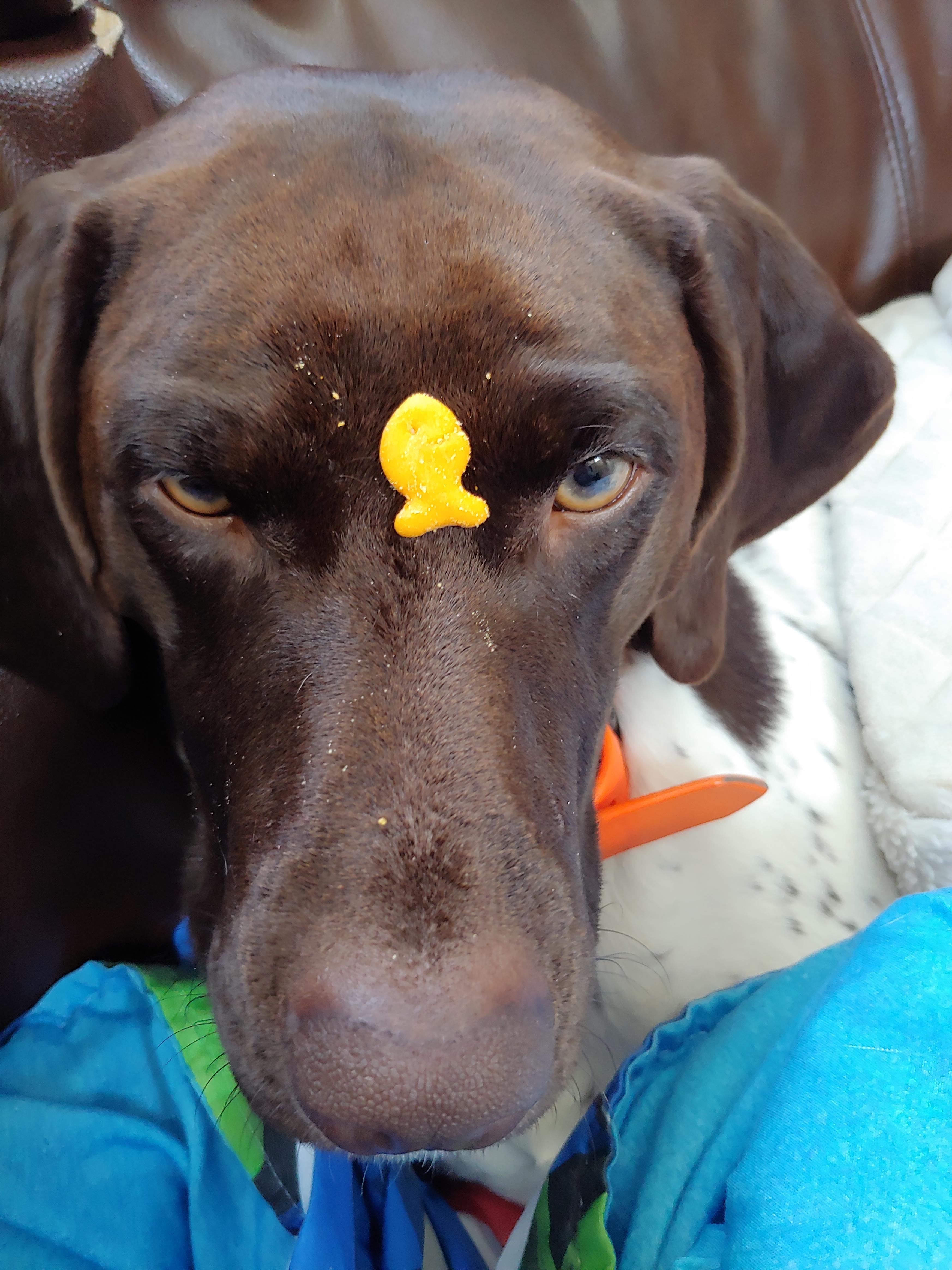 Dog eAteN AliVe By sHaRk r/PeopleFuckingDying