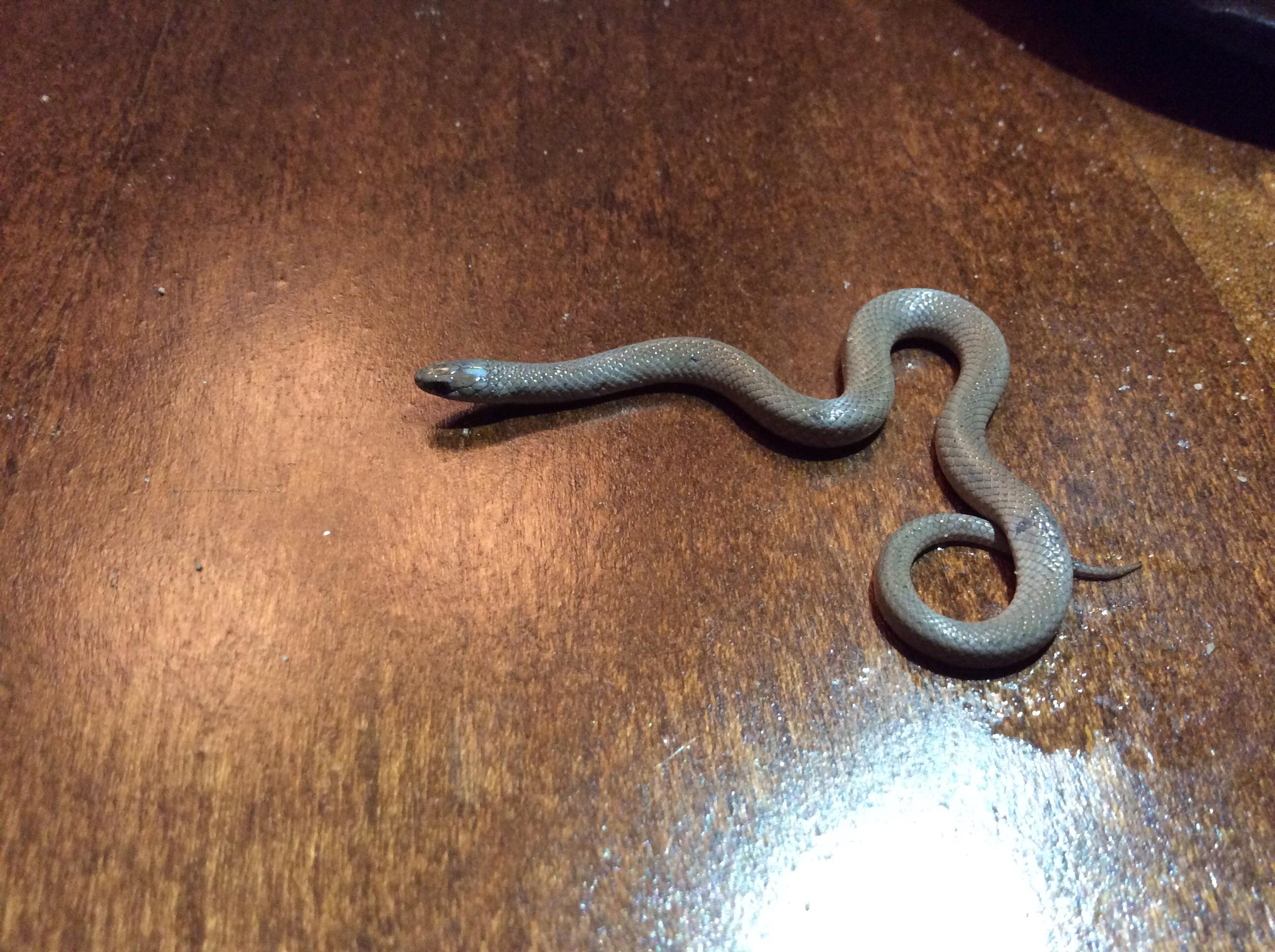 I Have Some More Species I Need To Identify For My Species Account