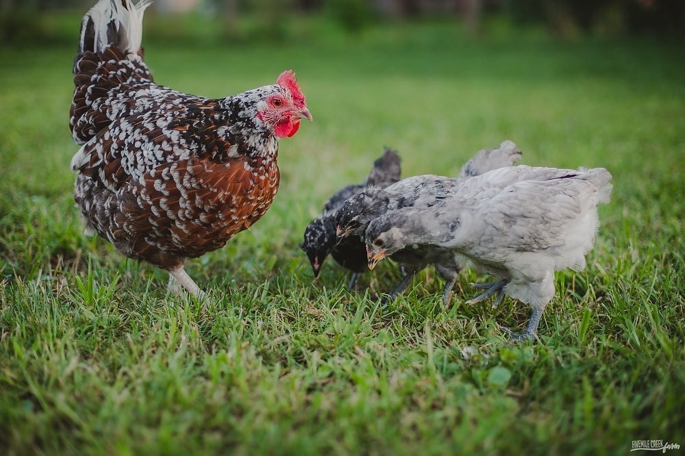 When they are together, it looks like they are triplets with their