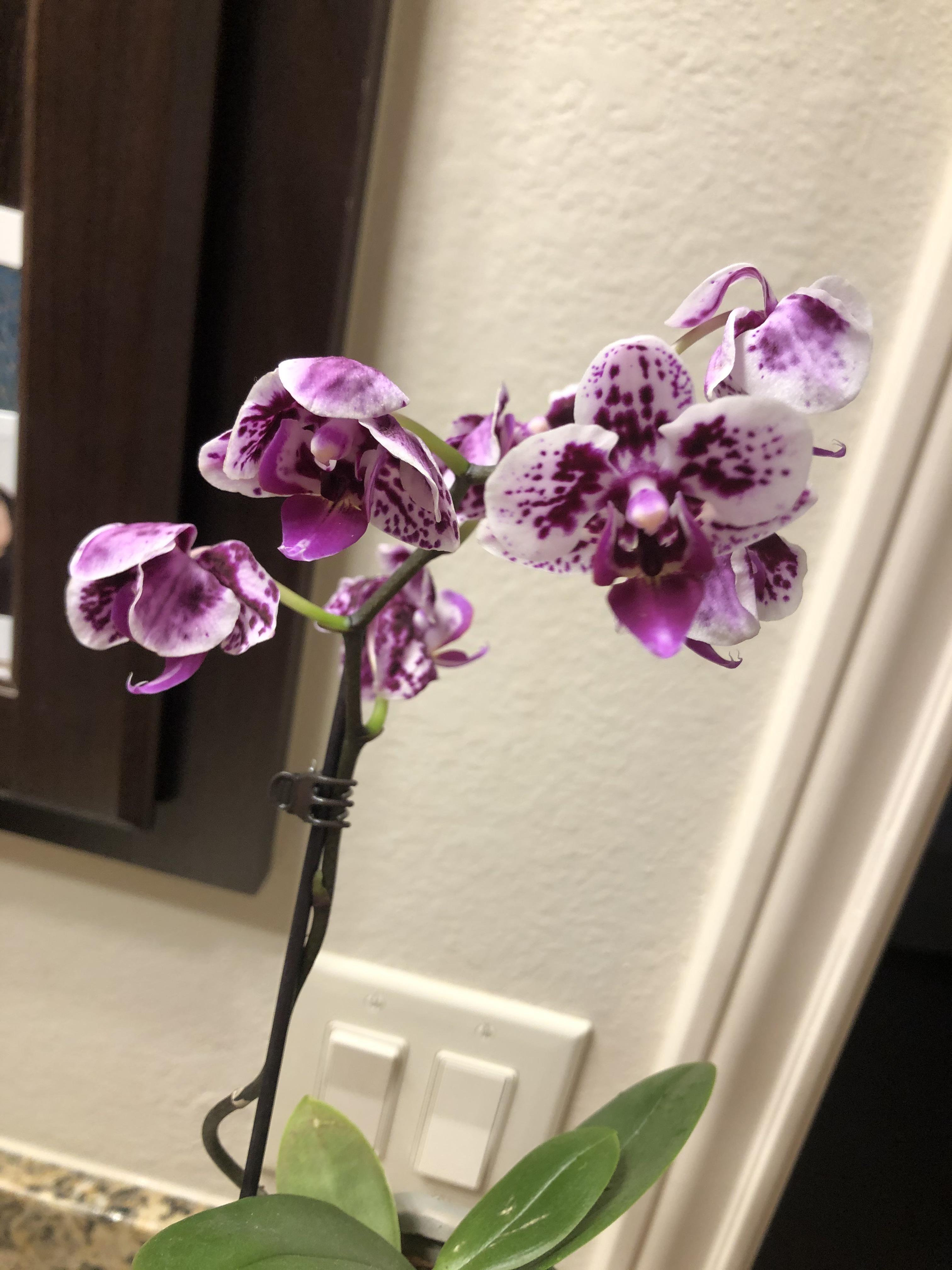my orchid blooms are drooping! what did I do wrong / i recently