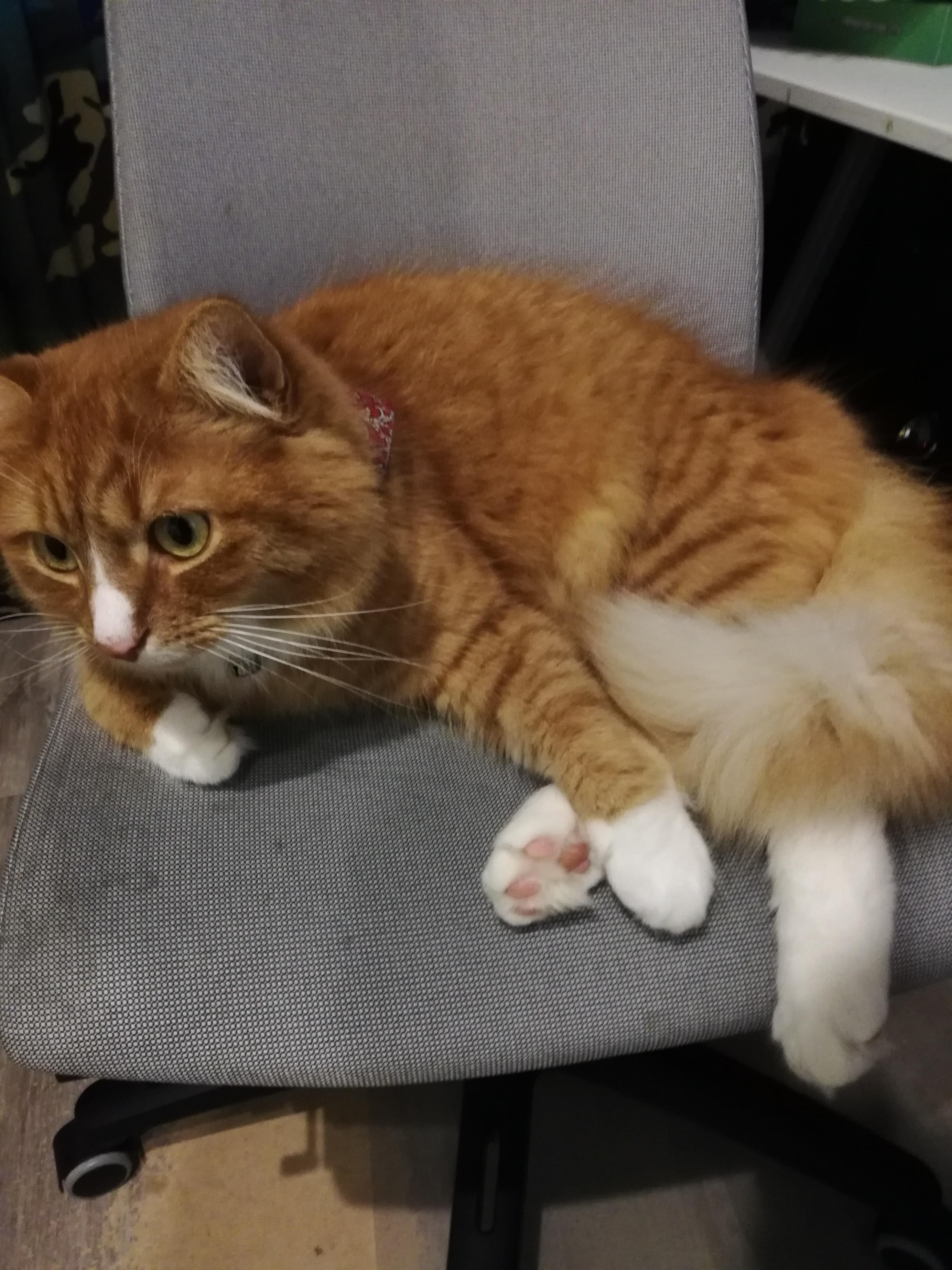That moment when your cat steals the chair r/aww