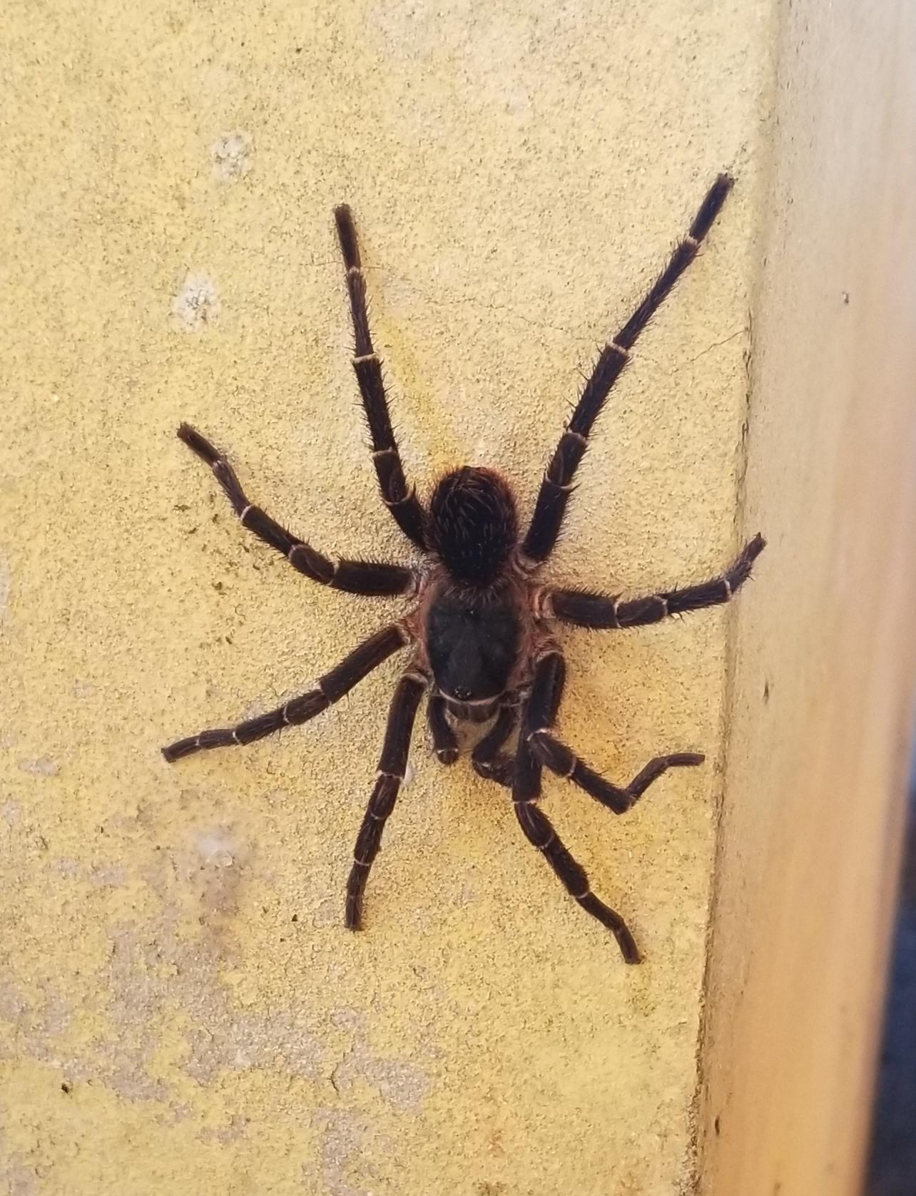 Common Puerto Rican Brown Tarantula (Cyrtopholis portoricae) r/tarantulas