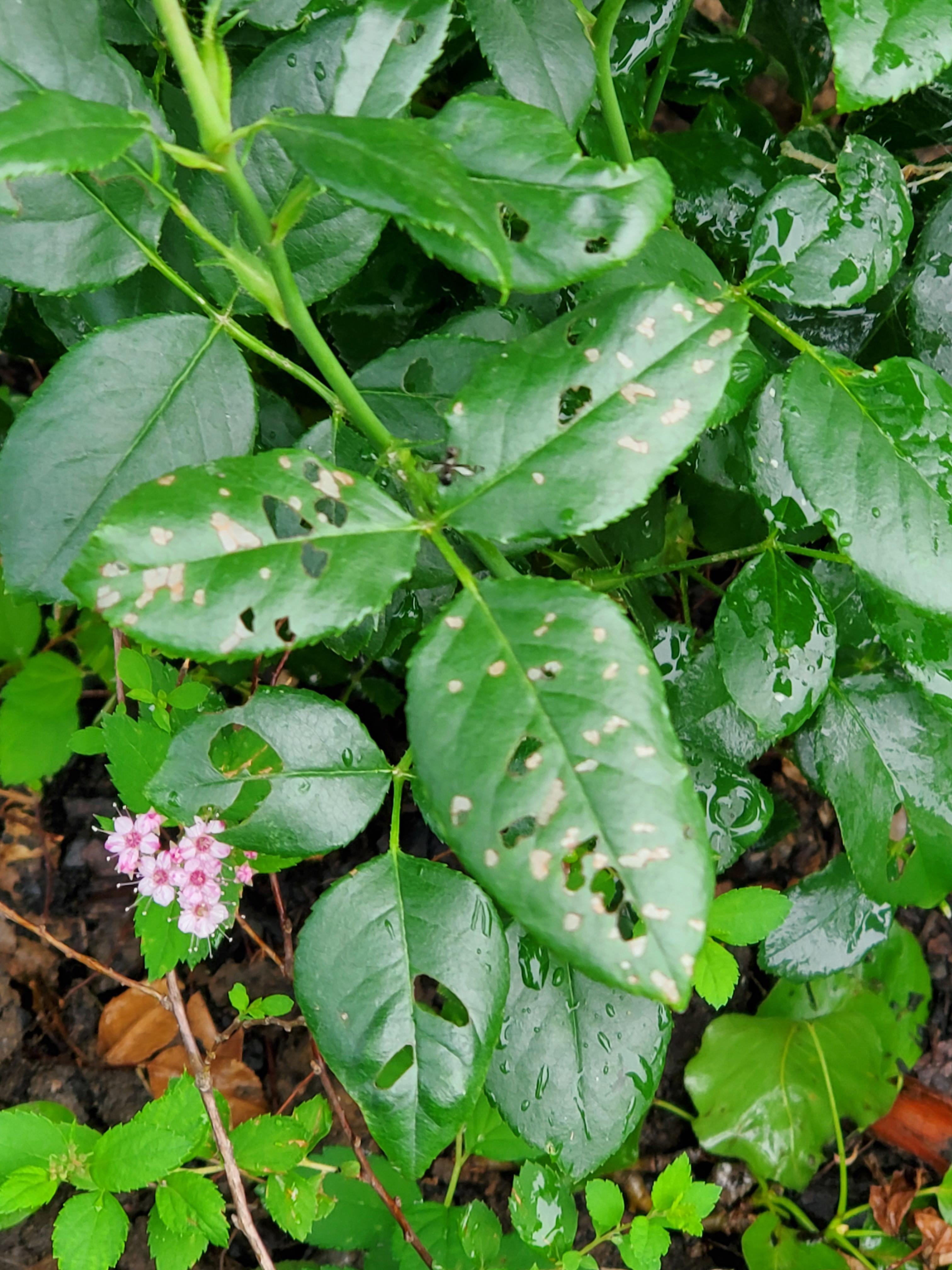 Is this the work of aphids on these rose leaves? r/gardening