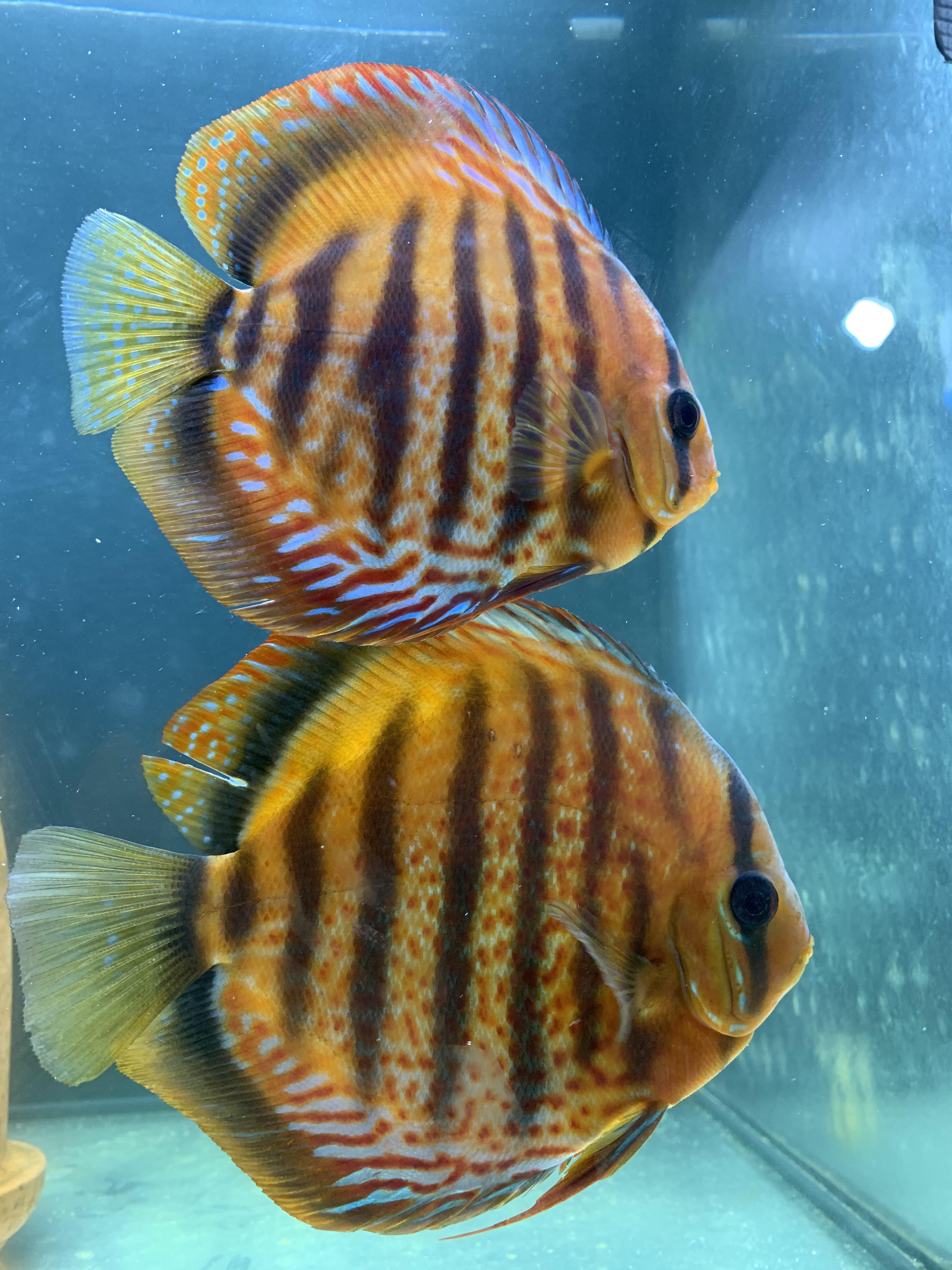 My discus mating couple! Do you guys like the Color/Pattern? r/Aquariums