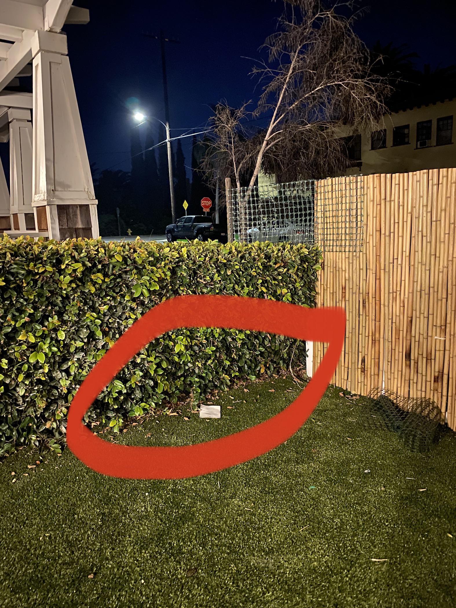 What kind of plant can I put here to keep my dog from jumping over the