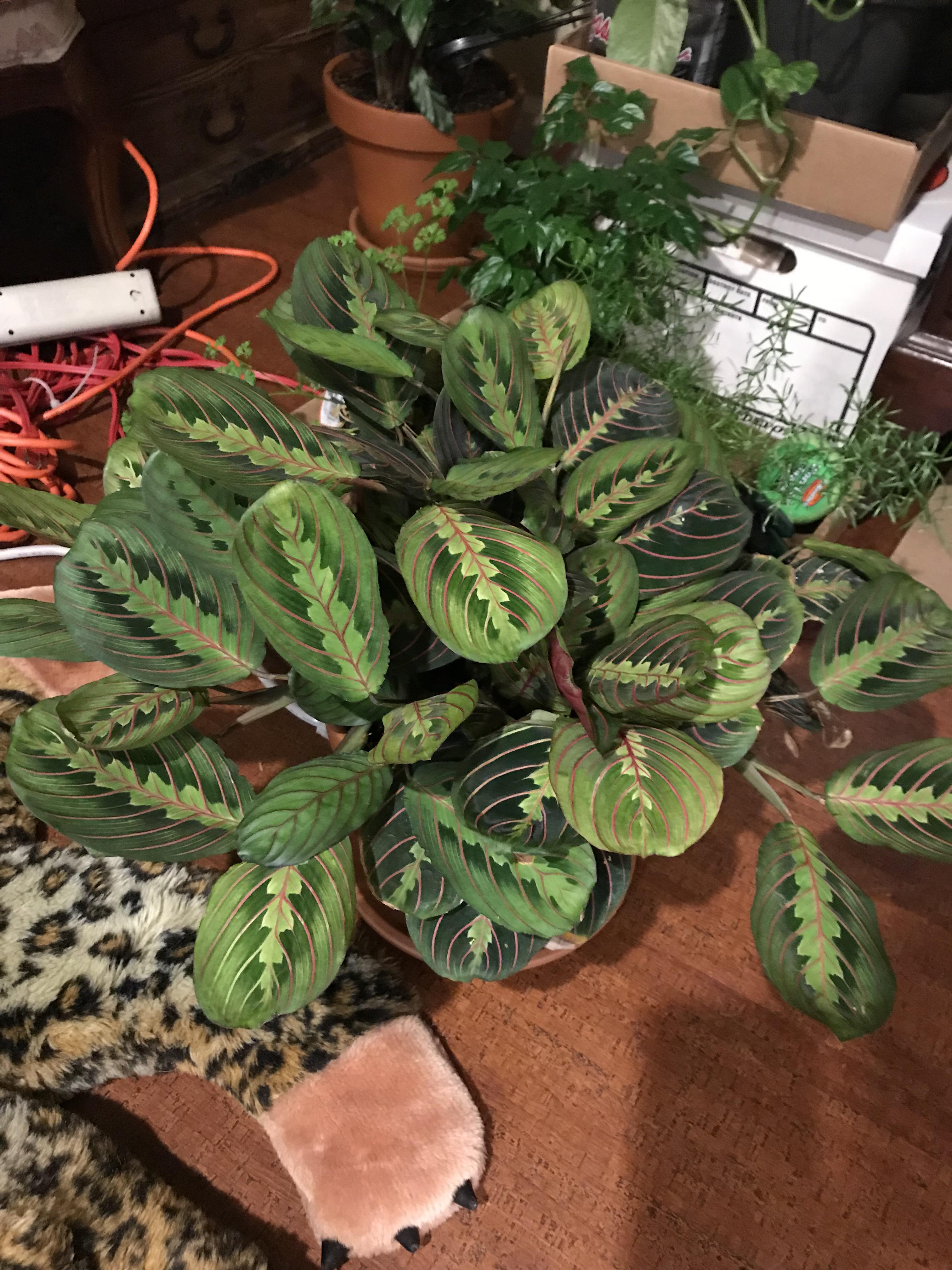 It was sold as a hanging plant in Home Depot...... ？? r/whatsthisplant