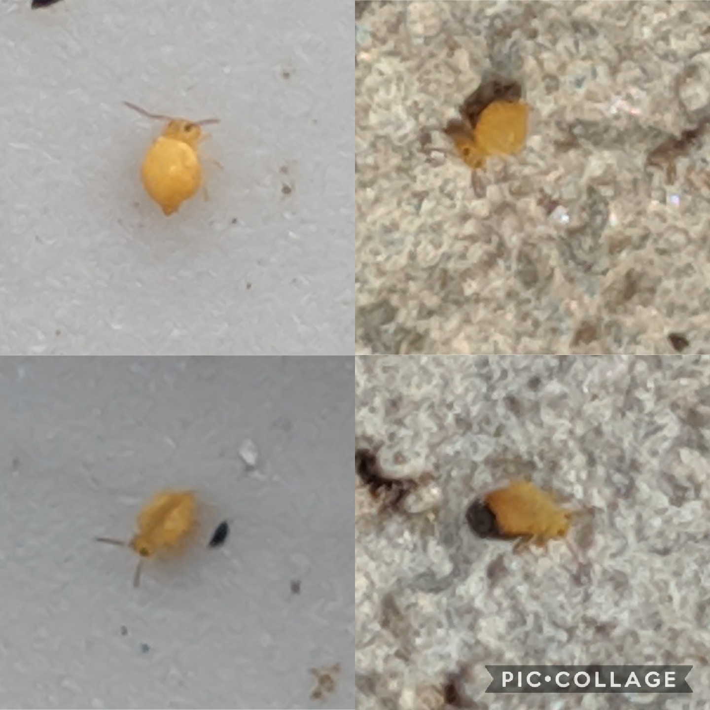 What is this bug on my potted plants? Hundreds of them on the surface