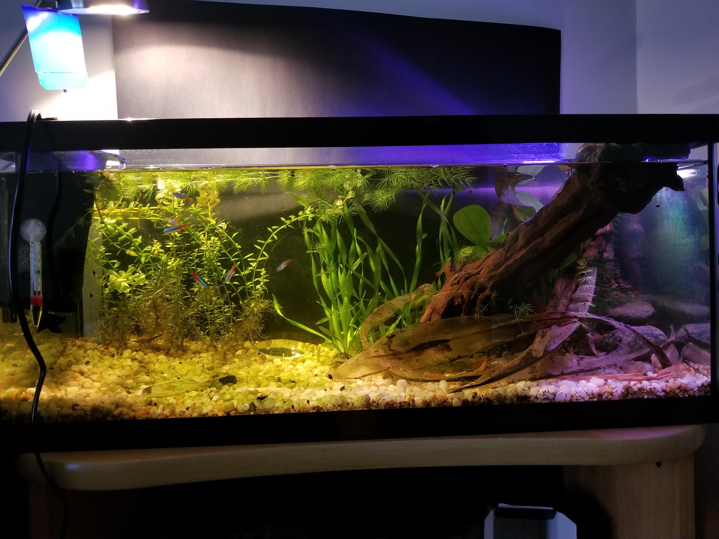 friendly fish that eat snail eggs? r/PlantedTank