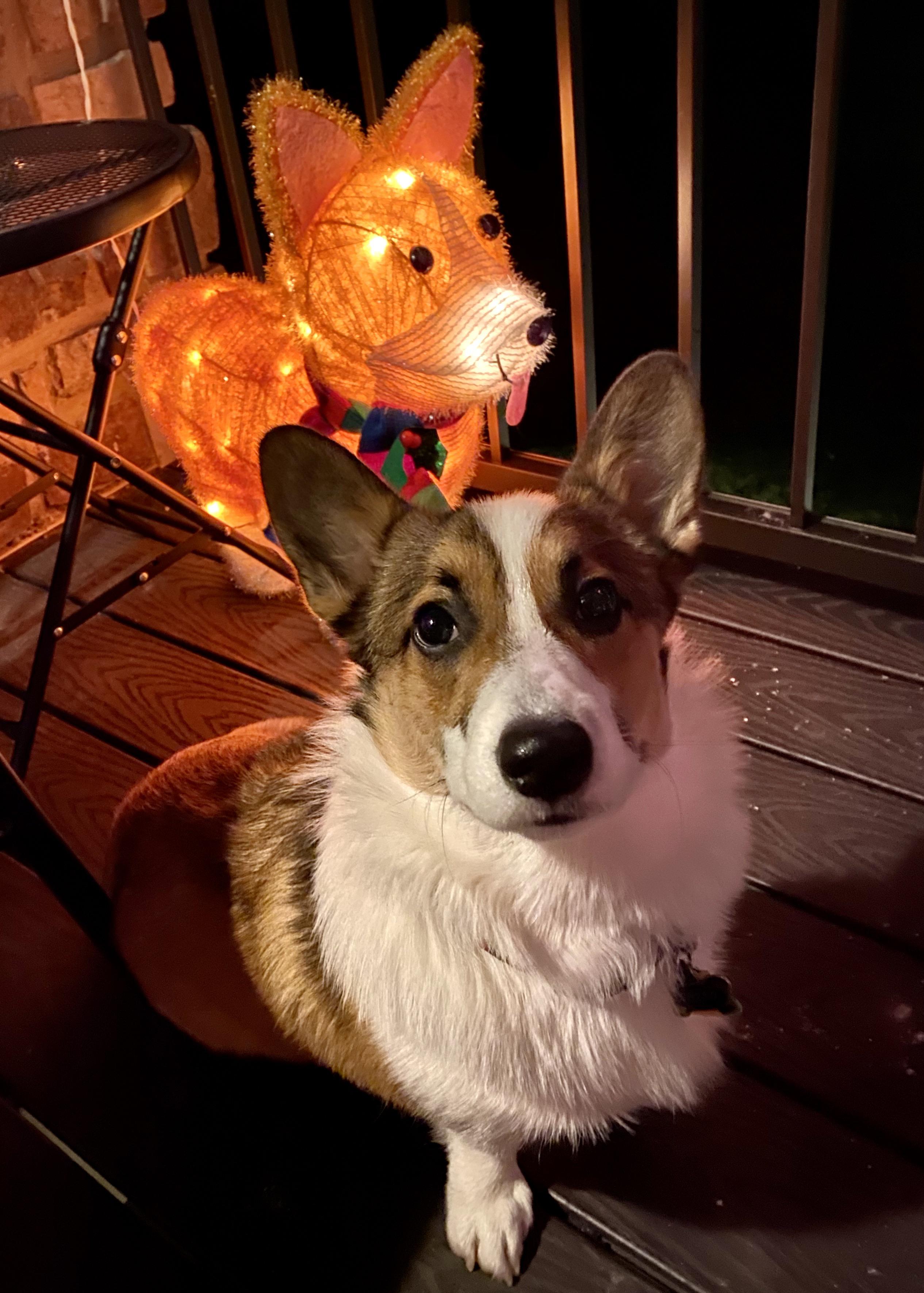 Our Shiso is obsessed with this lightup Christmas