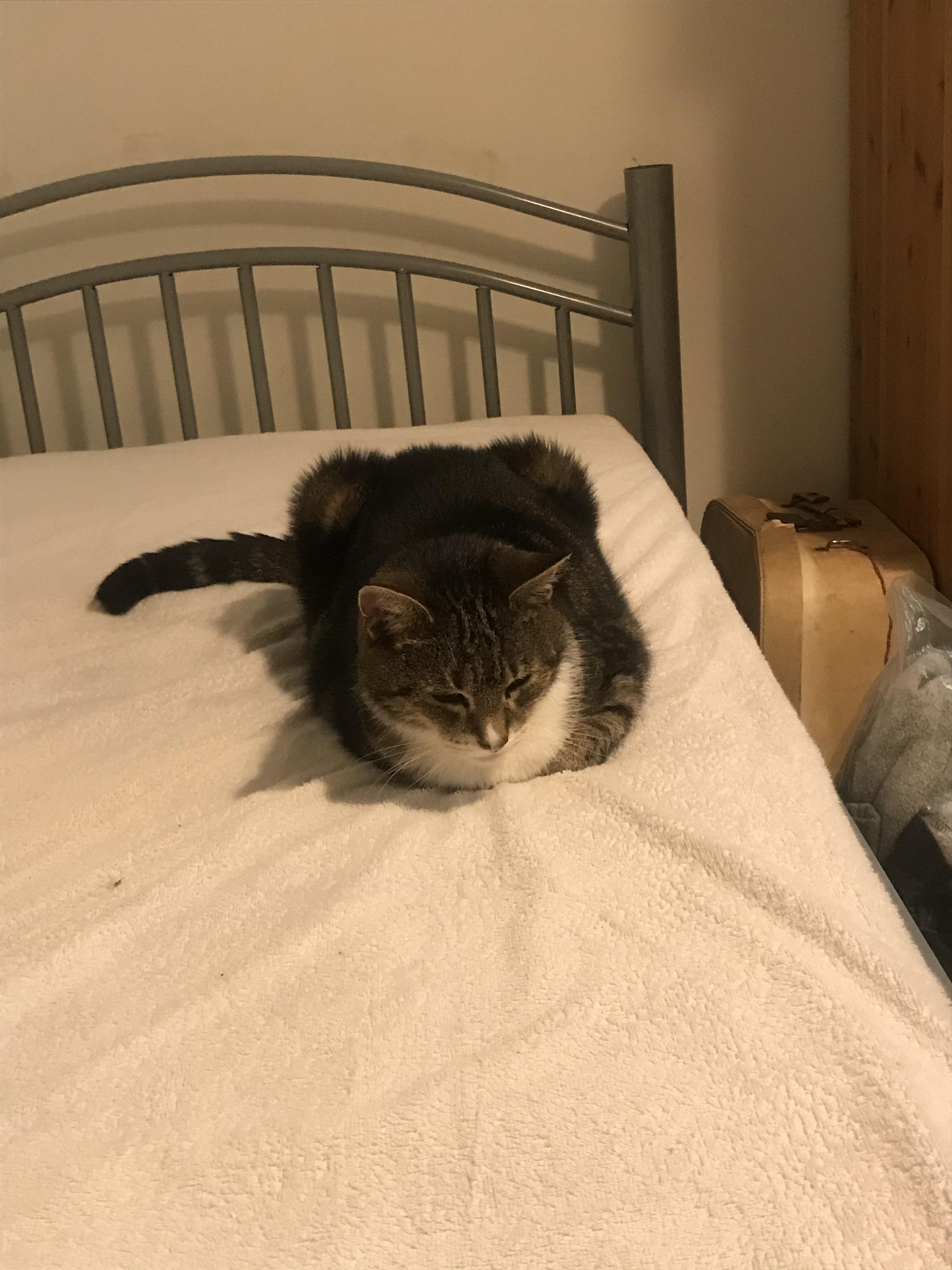 Gizmo has been sat on my sons bed all morning waiting for him to come