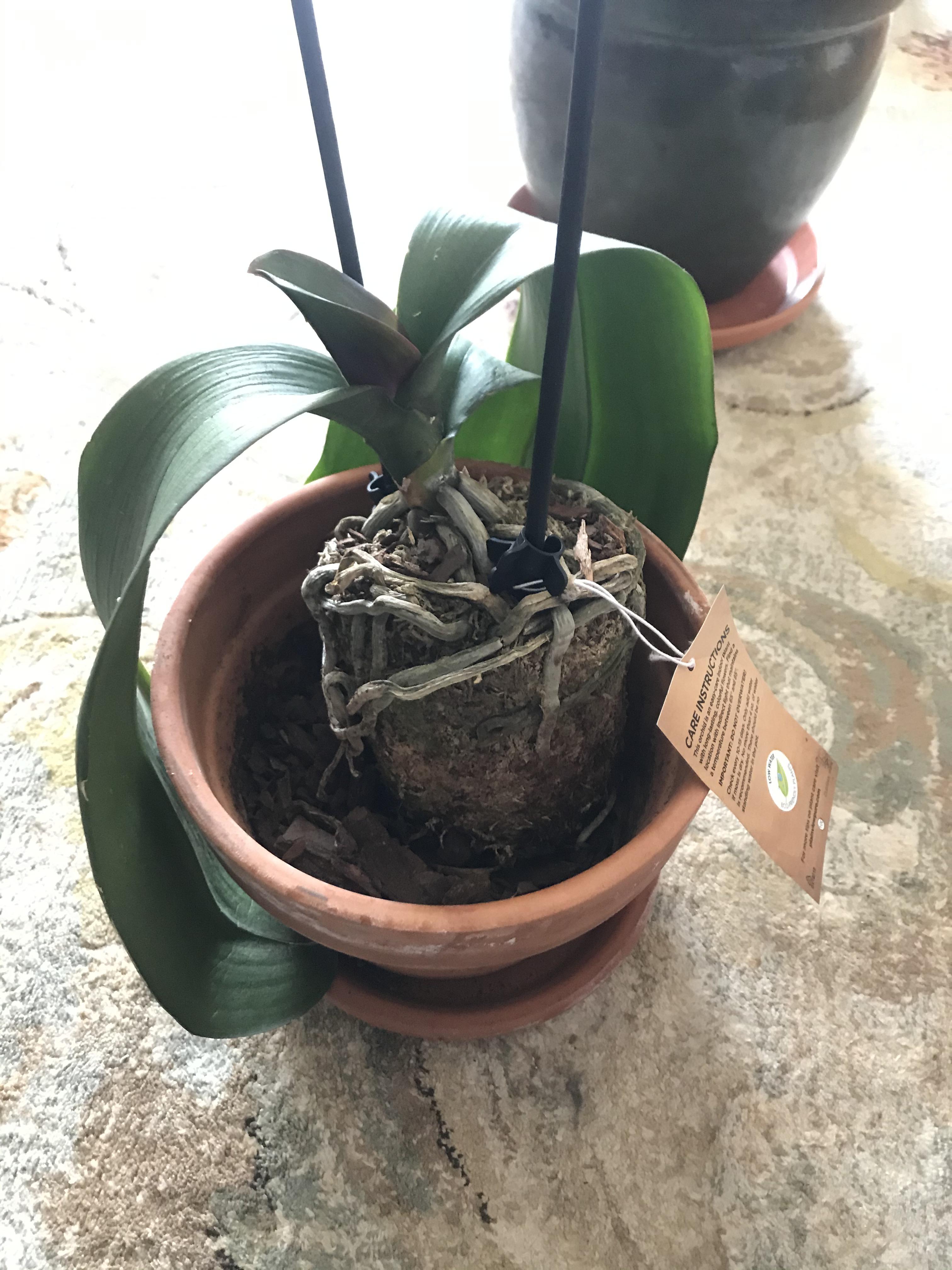 How To Rehab An Orchid With No Roots