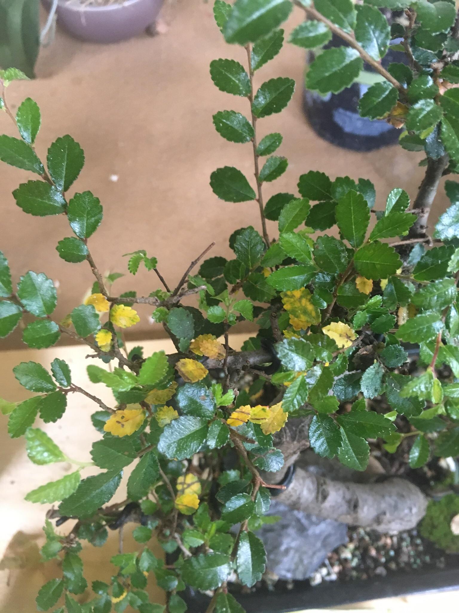 Help. Is this just the natural shedding of the Chinese elms leaves or