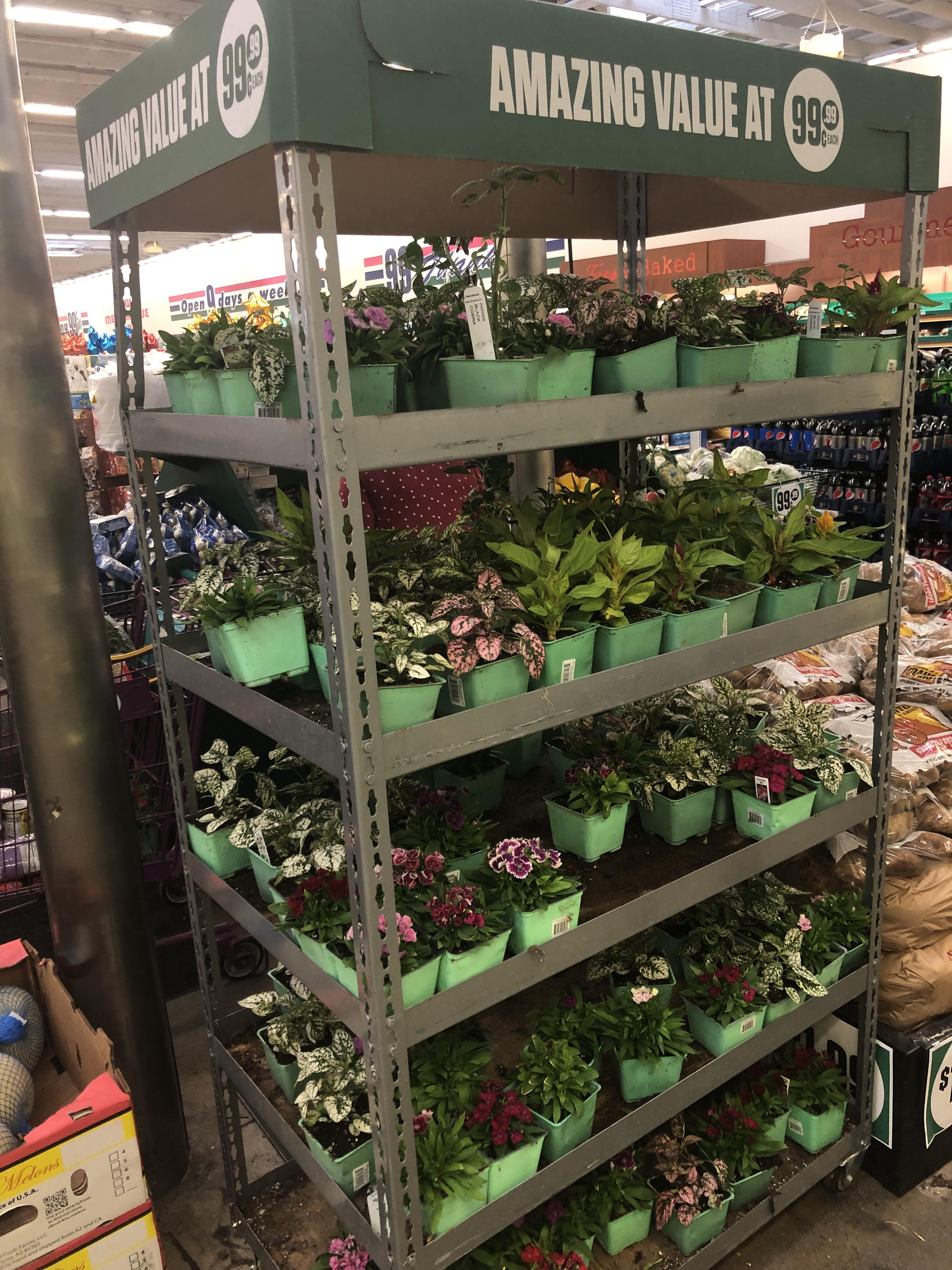 Love seeing the diversity at the 99 cent store r/houseplants
