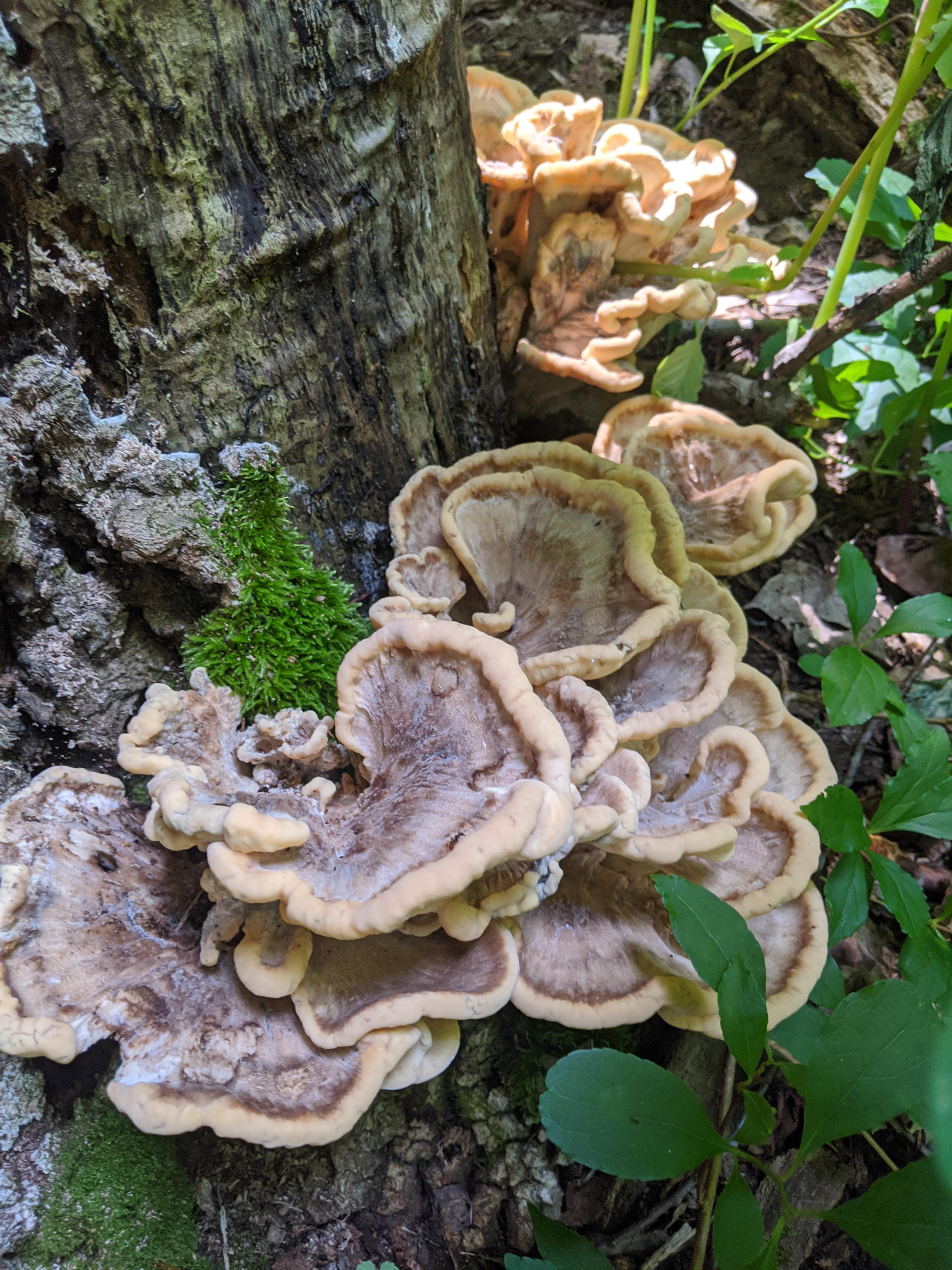 Not 100 sure what this is. Hen of the Woods? r/mycology