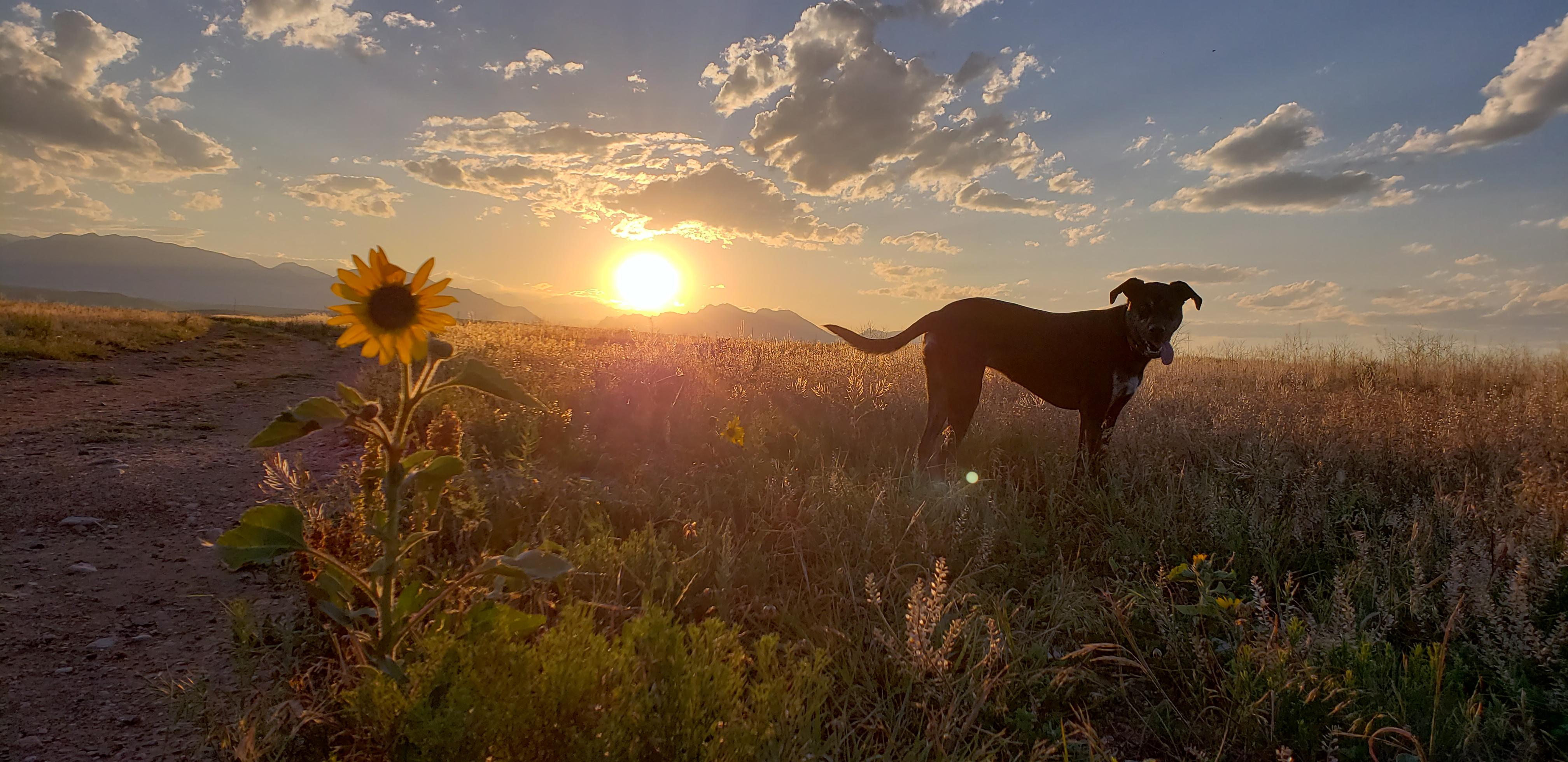 The best dog park in existence. r/Colorado