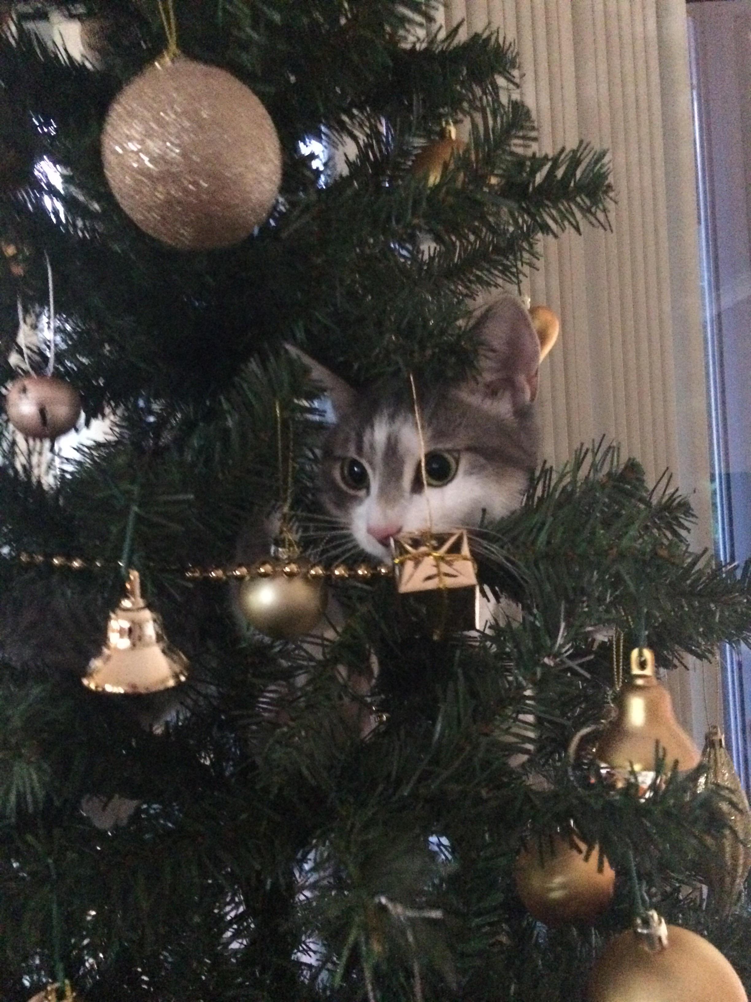 It finally happened, she realised she could climb the tree... r/cats