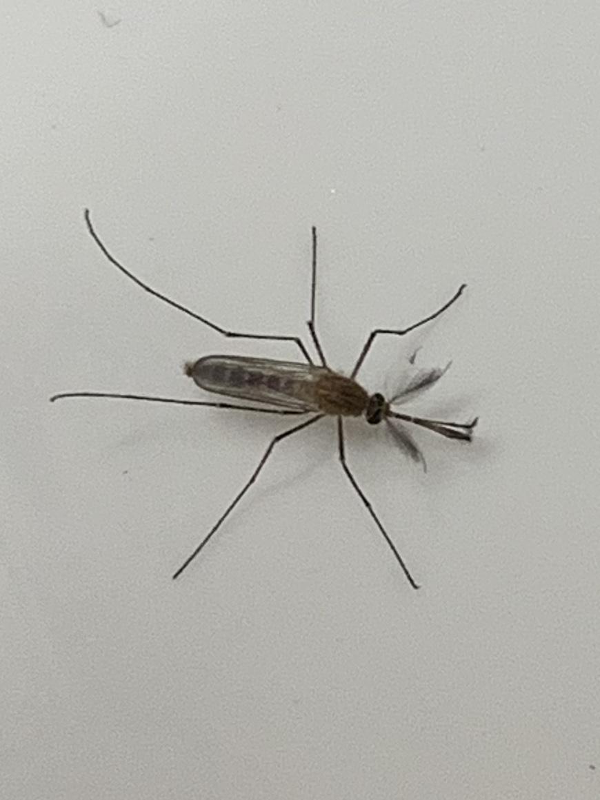 Looks like a mosquito, not sure it is these appear in my bathroom