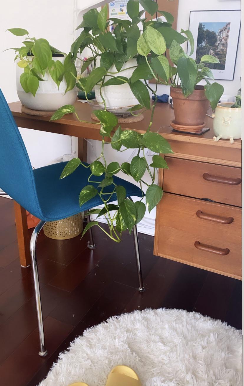 My favorite finds so far. Both on fb marketplace, Desk was free and