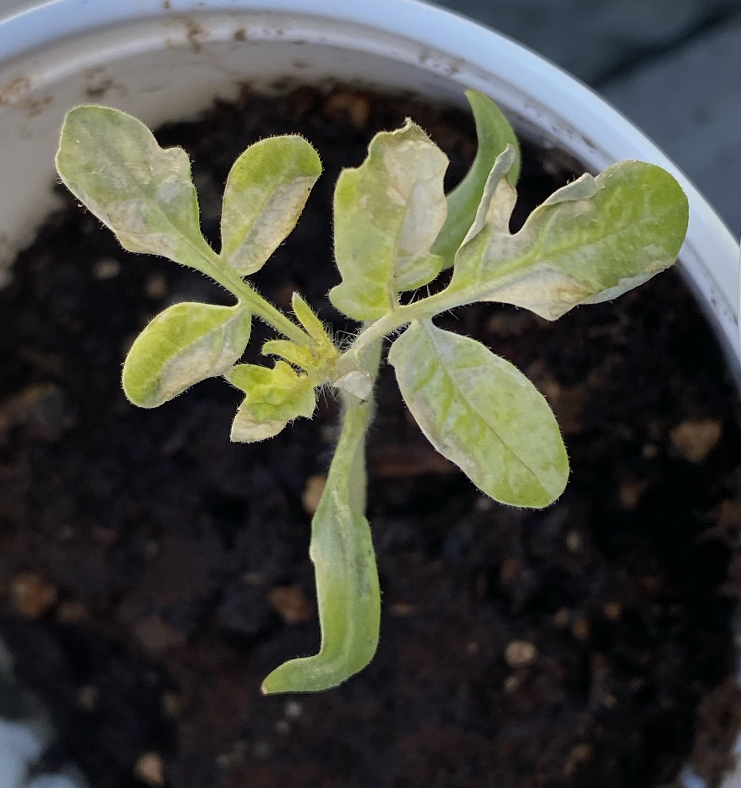 Young tomato plant leaves turning white/burning? r/vegetablegardening