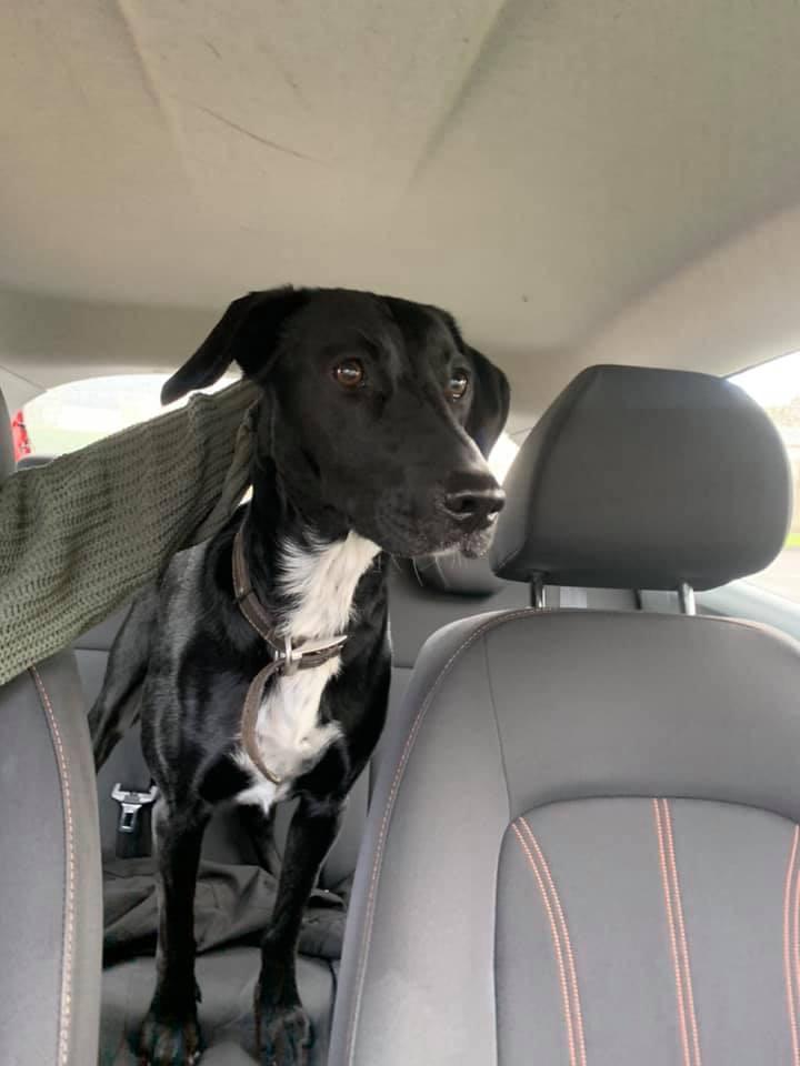 Anybody missing this dog in the Newbridge area? r/ireland