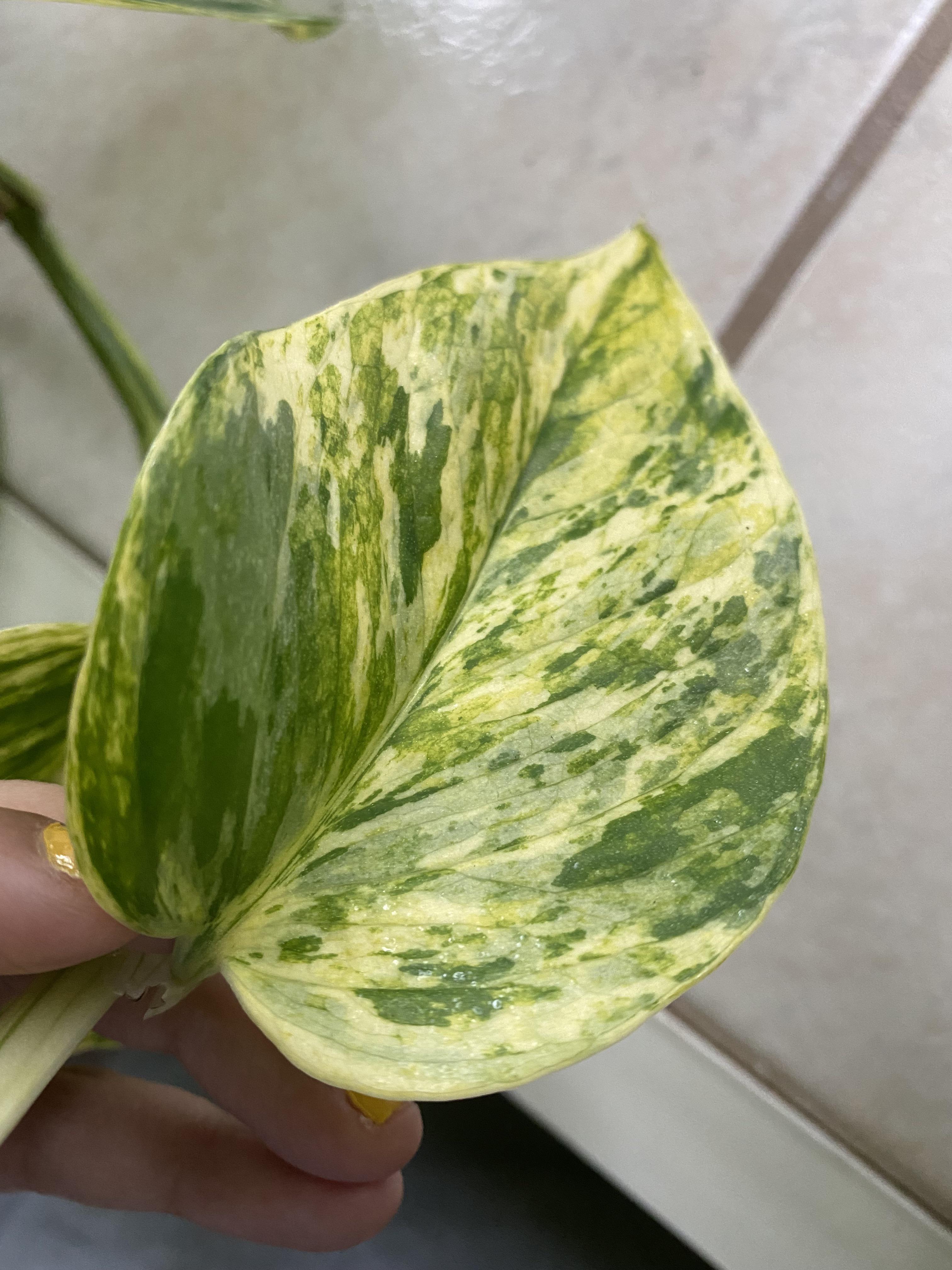 Why is my Marble Queen producing such yellow leaves? Is something wrong or is it reverting? r