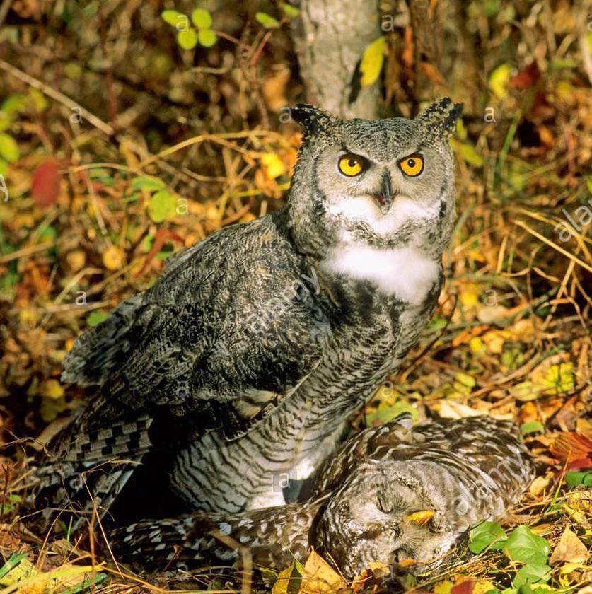 An owl eat owl world a great horned owl that took out a barred owl
