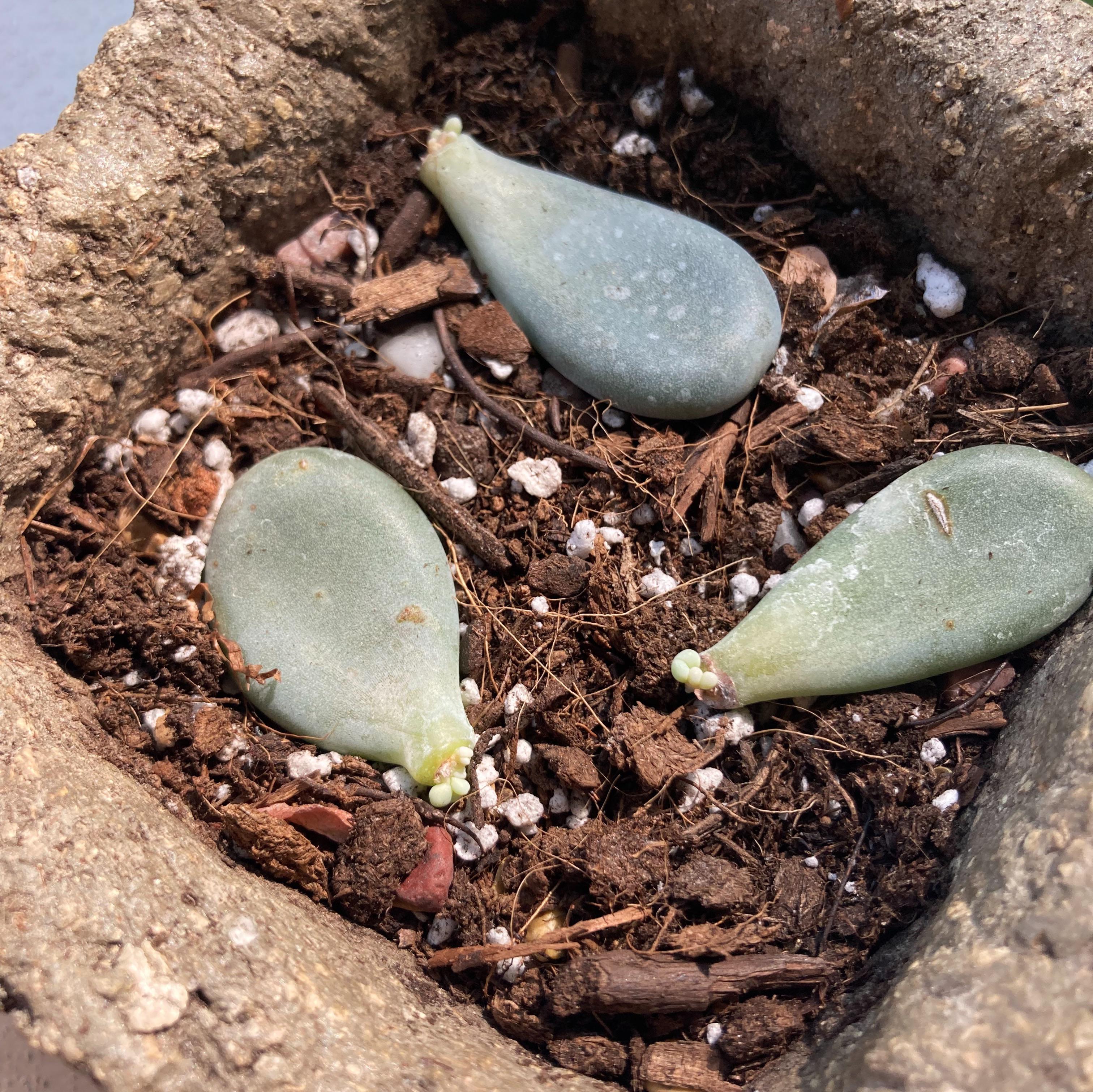two month progress on my first moonstone props! r/moonstones
