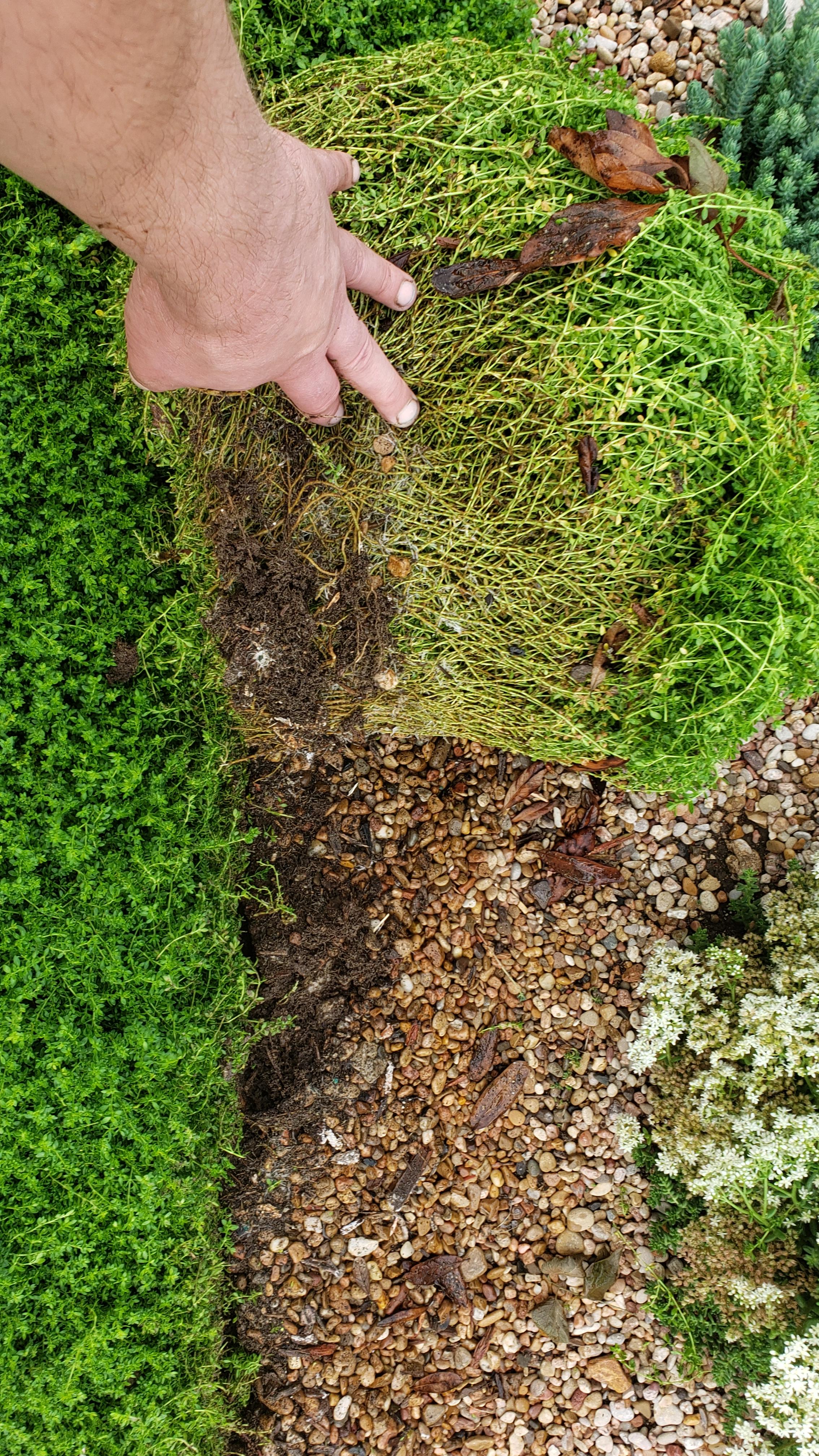 Herniaria lawn started getting overgrown into the desert garden. Five