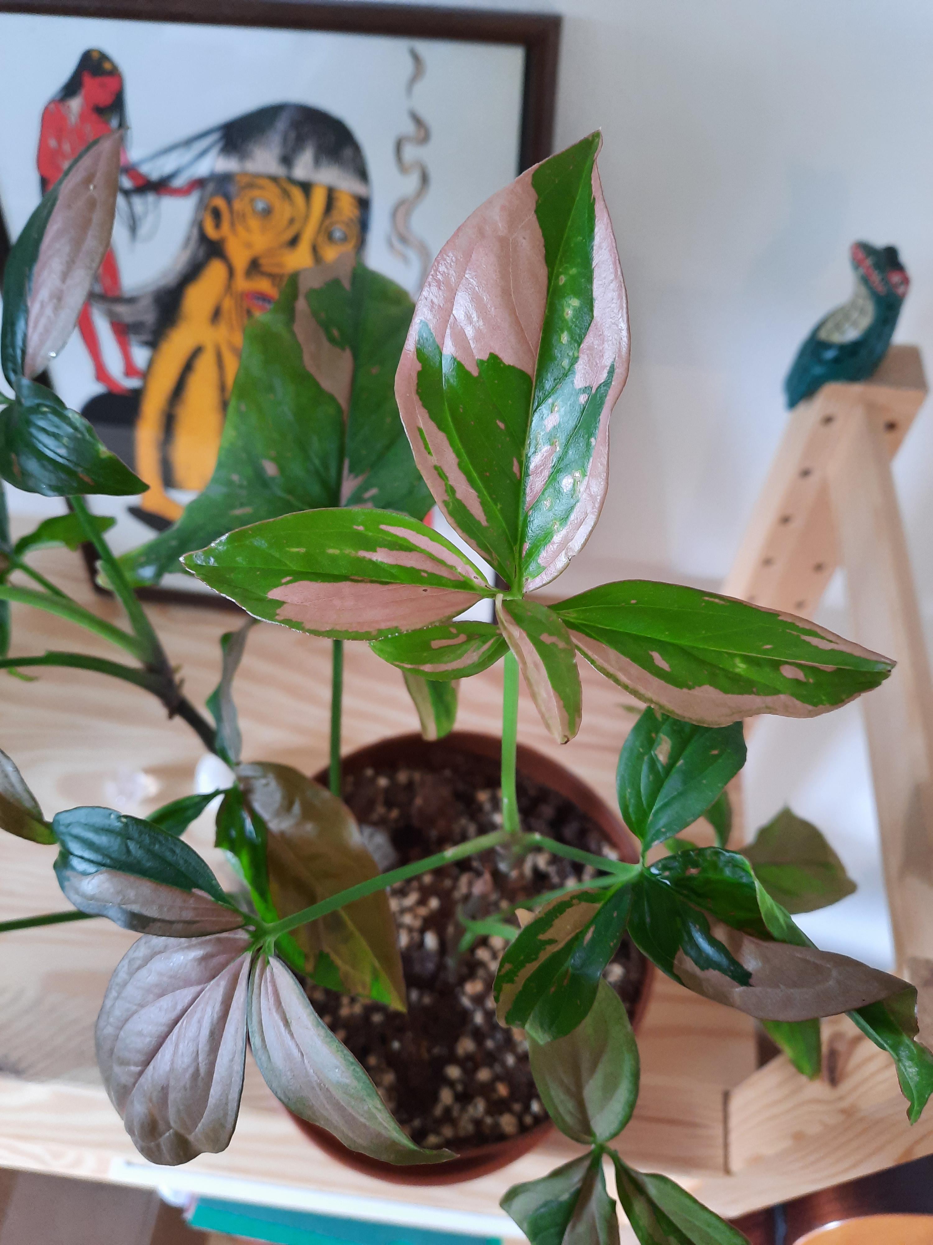 Is this a moonlight? Syngonium