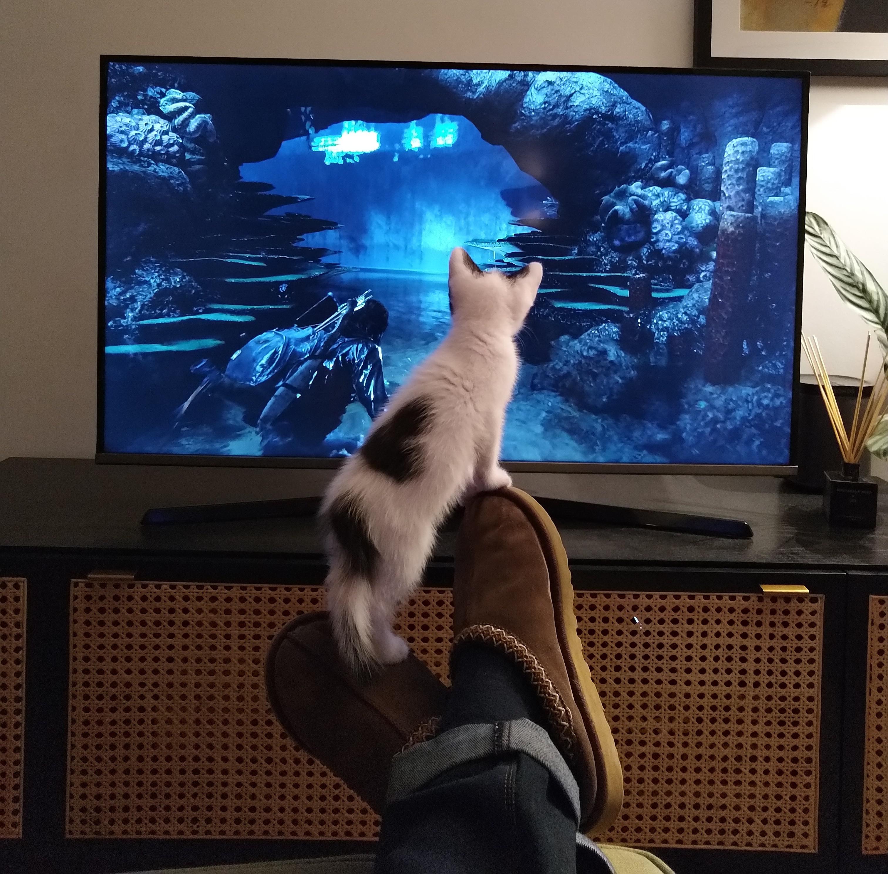 This is how our kitten watches me play games r/gaming