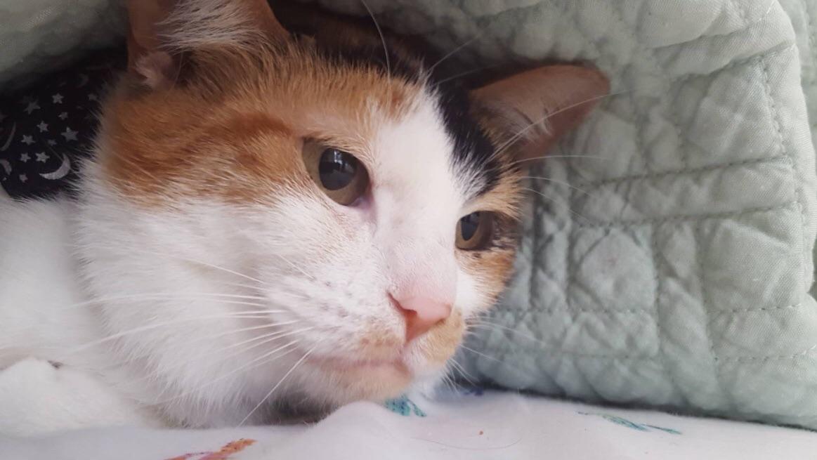 The blanket cave is her favourite hiding place r/aww