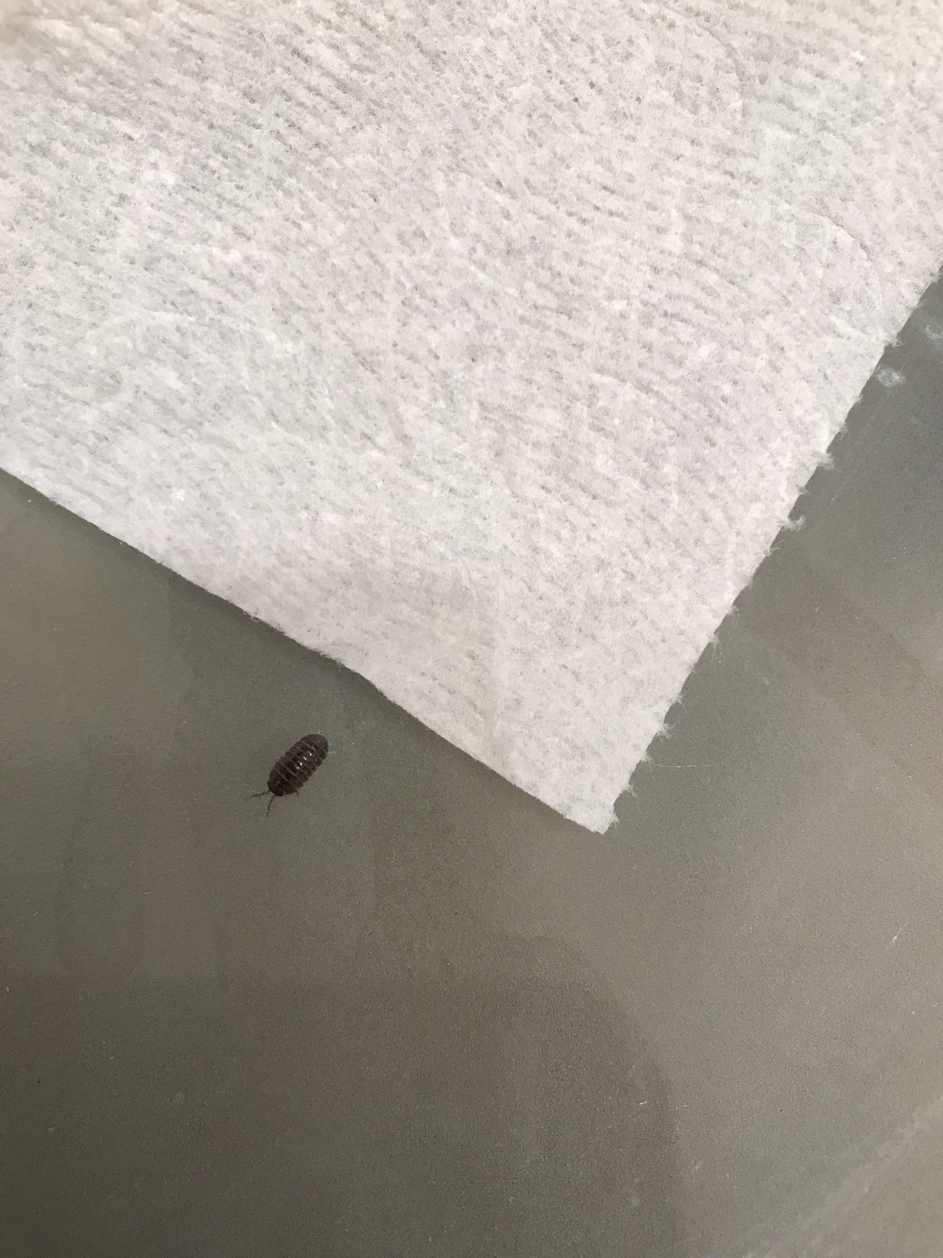 Found these little bugs in my tub and then in the two closest rooms to