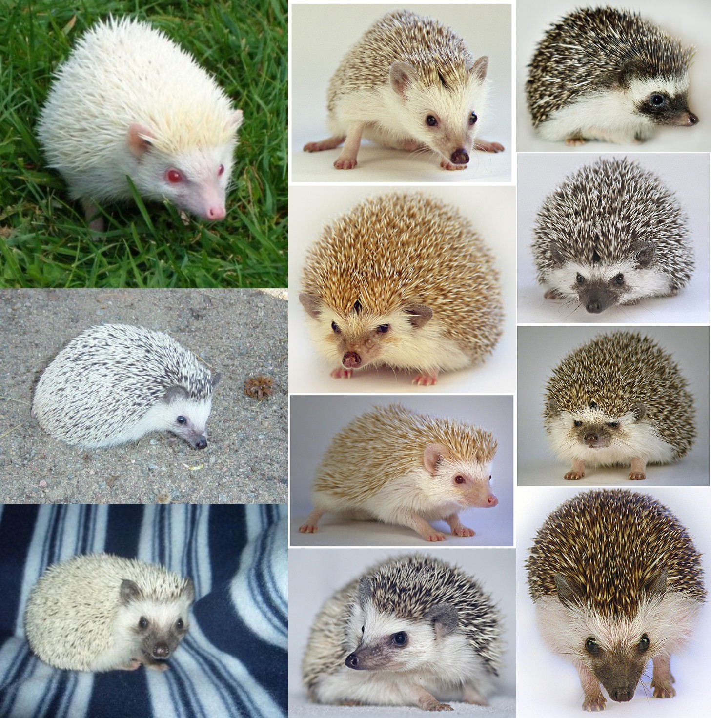 Hedgehog color spectrum. r/Hedgehog