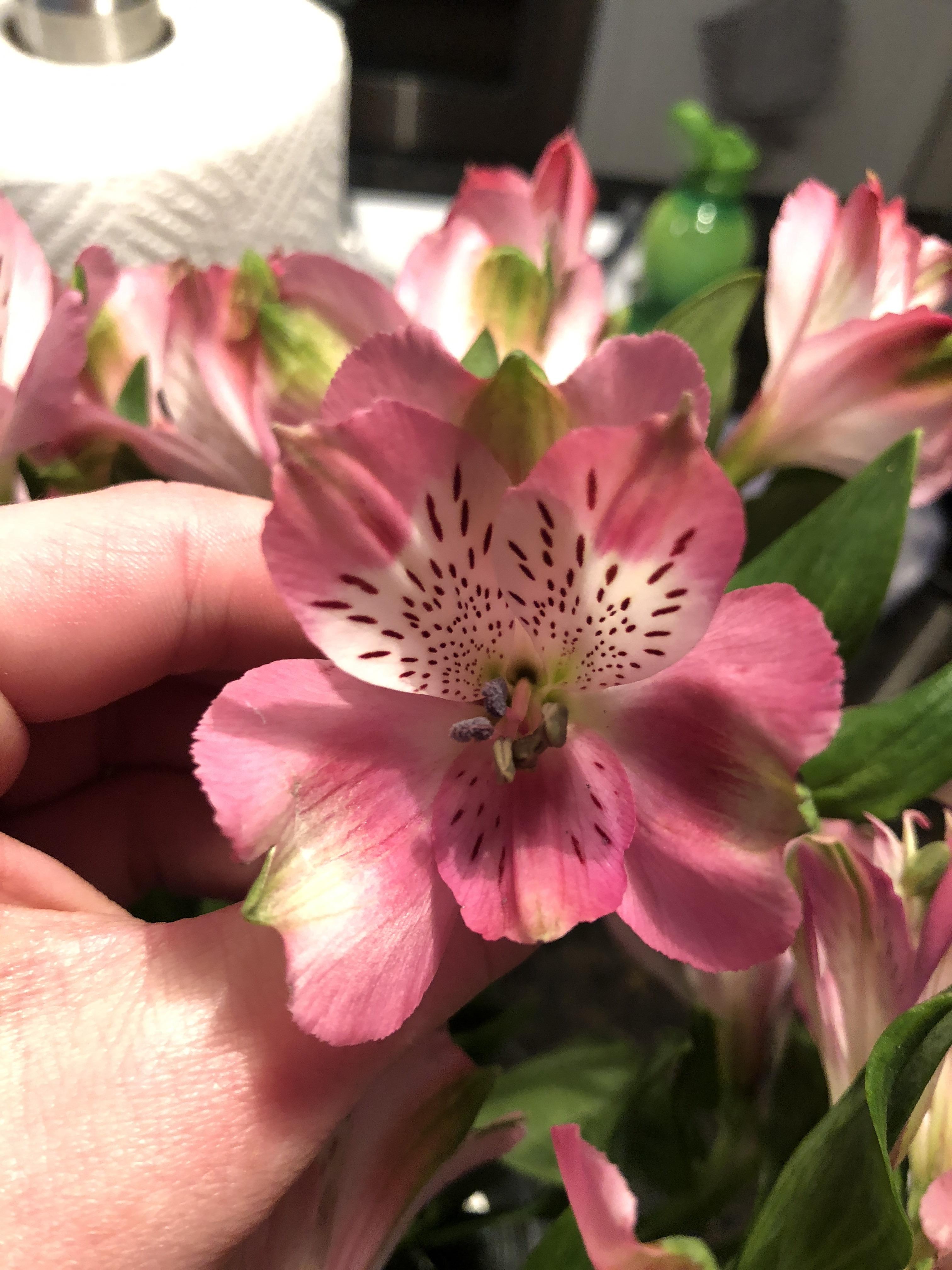 Identification help please! trying to make sure these aren’t toxic to