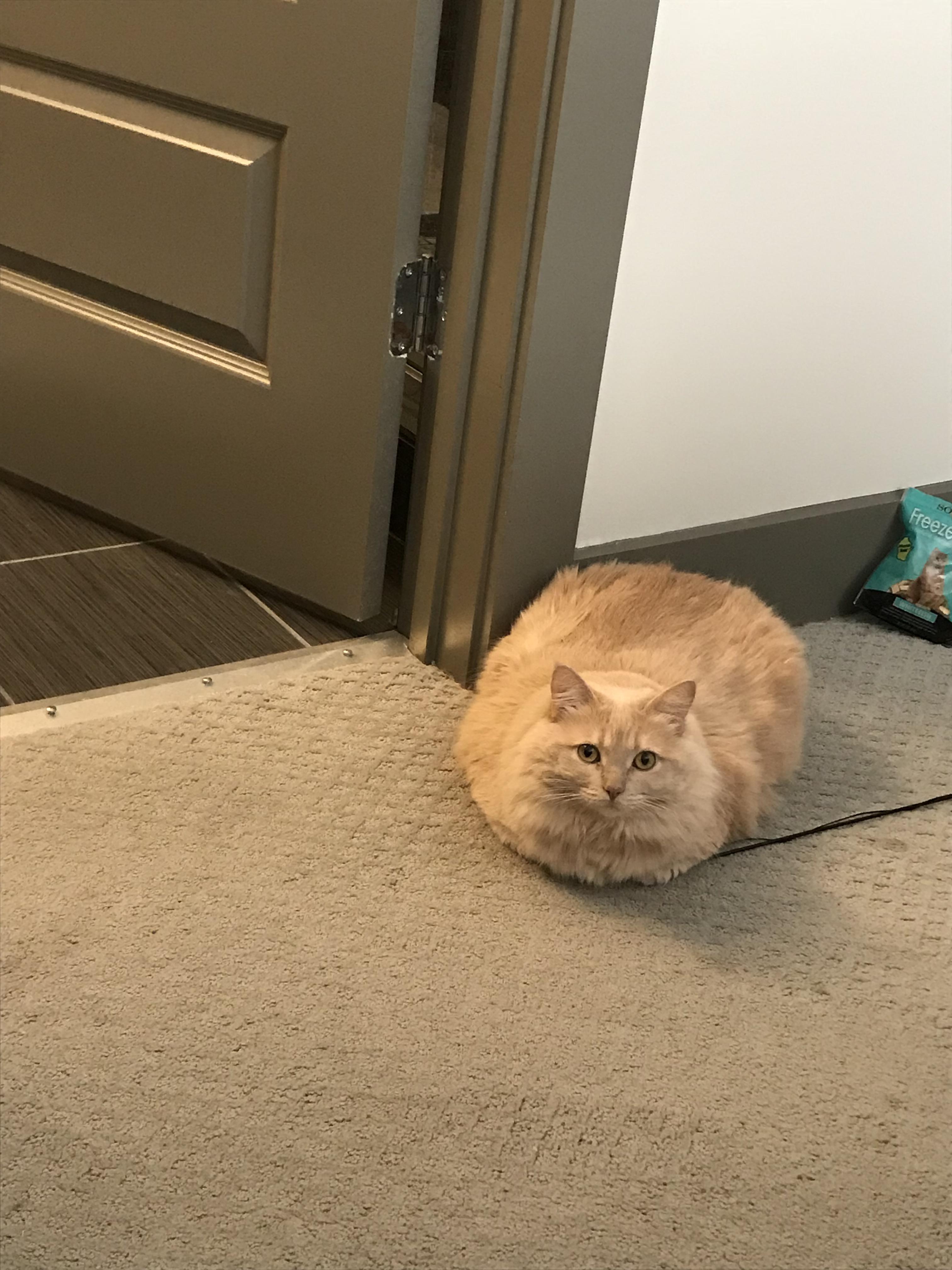 She waits outside the bathroom door in loaf form every morning when I