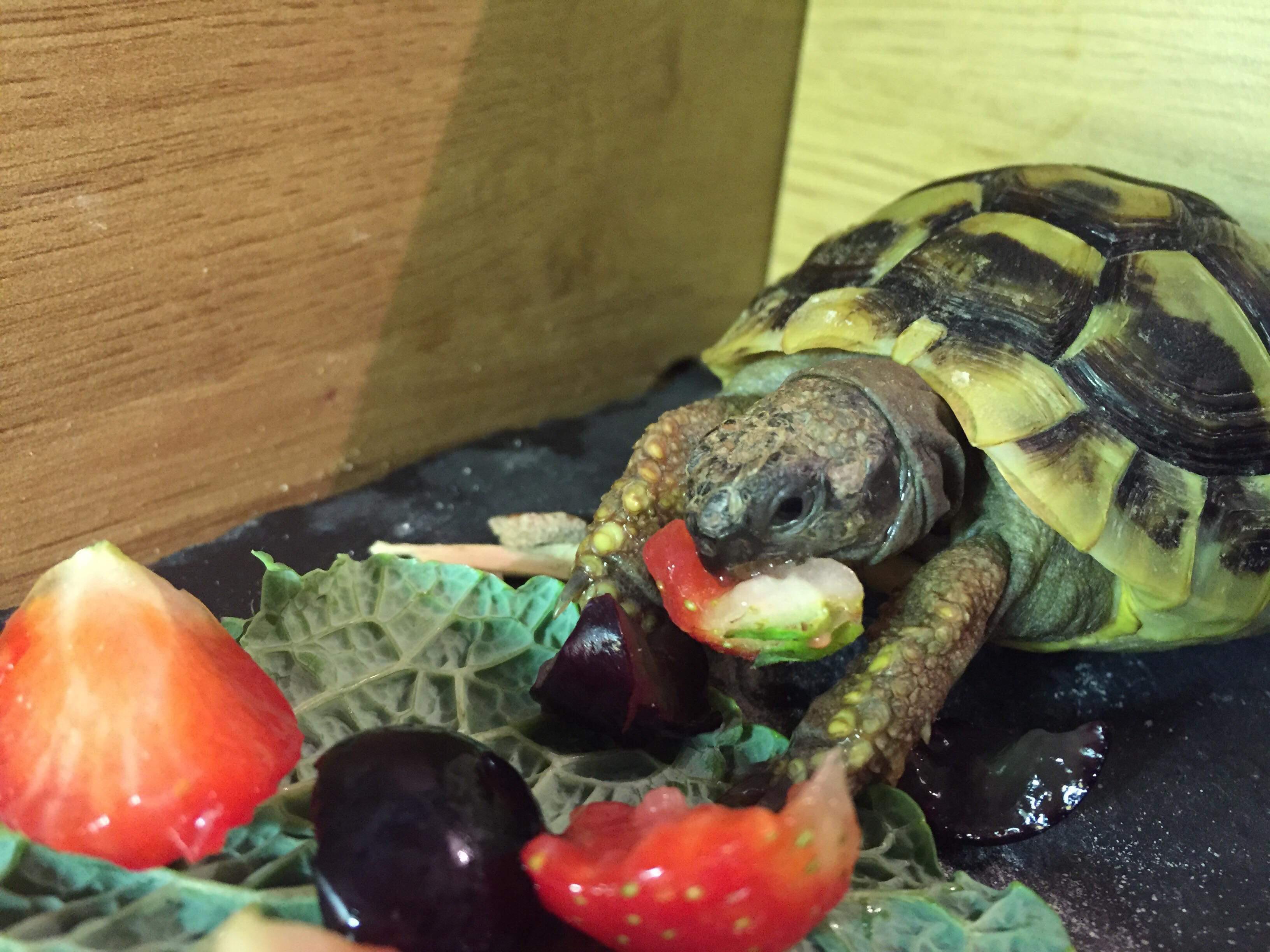 My Hermann tortoise snacking r/tortoise