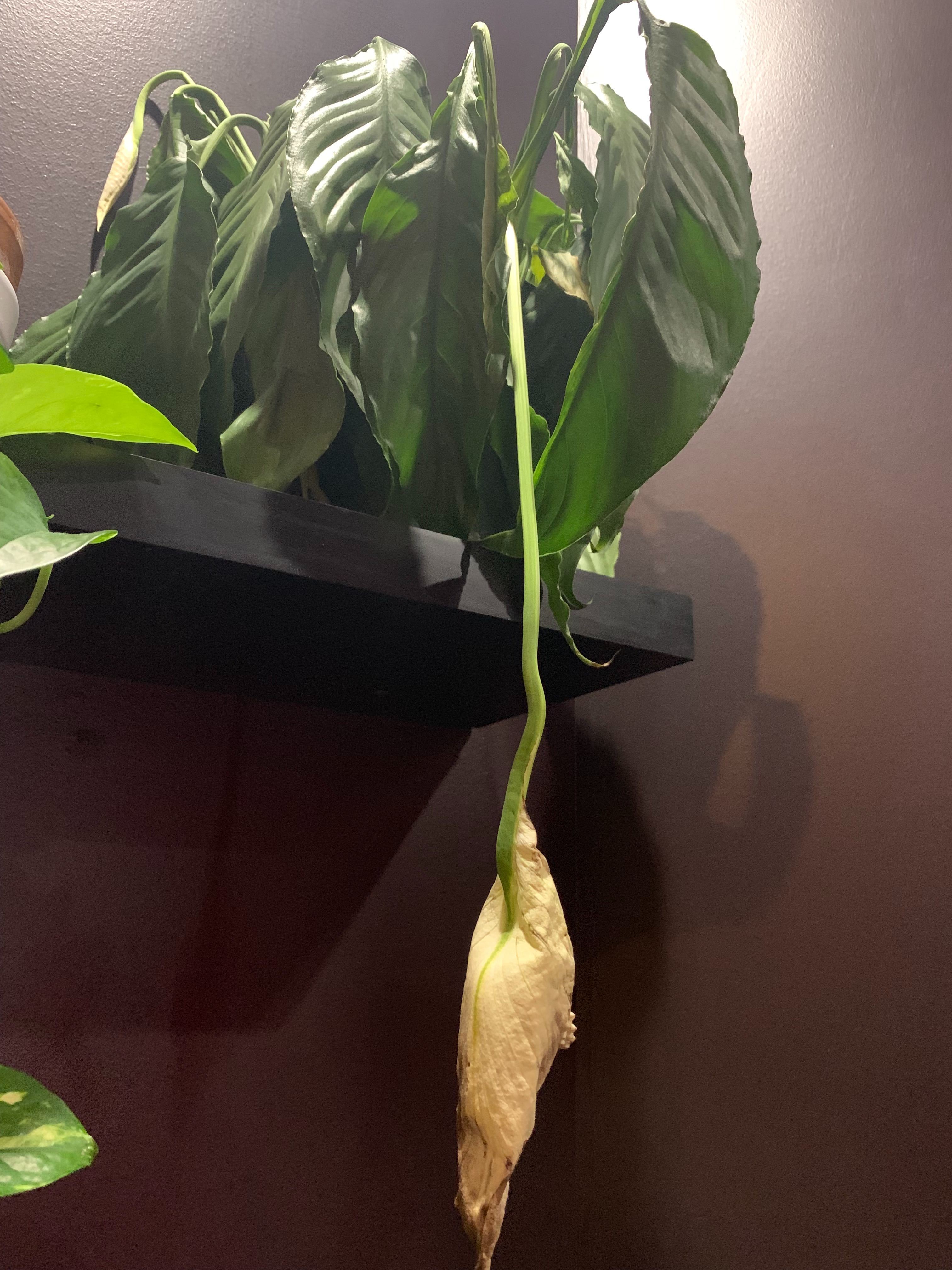 Peace lily turning brown and crunchy, drooping straight down