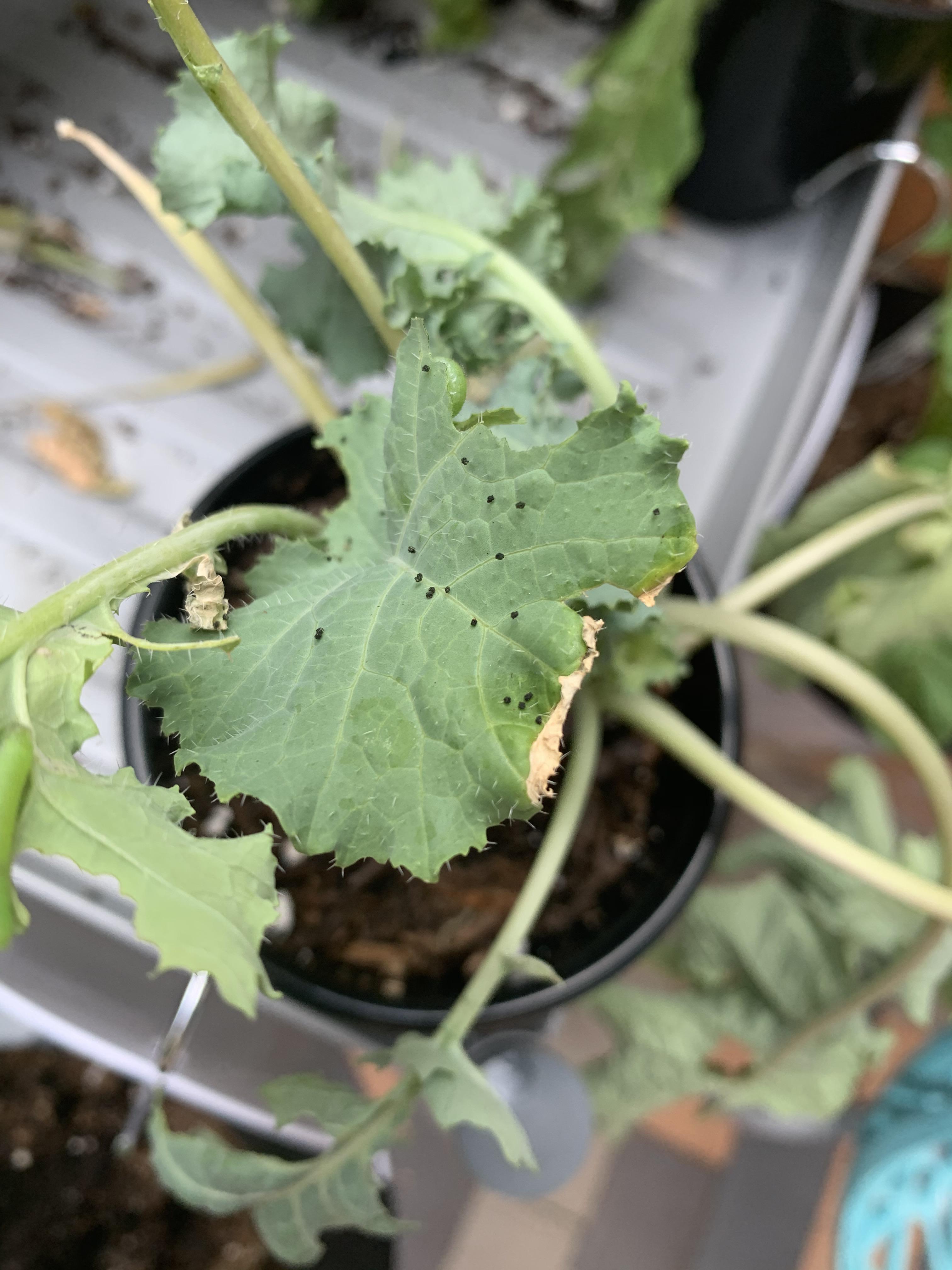 Black spots/ seeds on my kale? r/plants