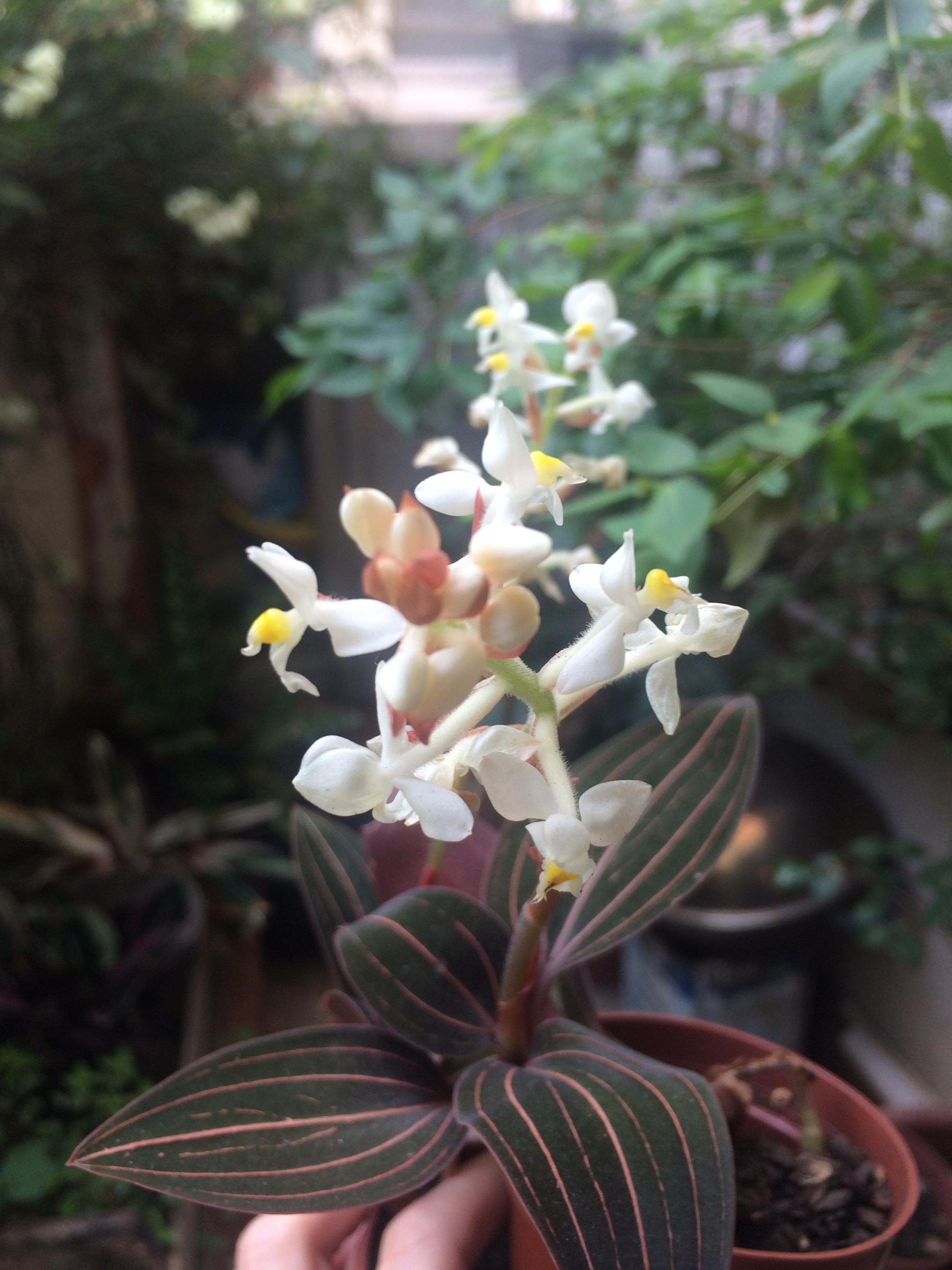 My Jewel Orchids are blooming ) orchids