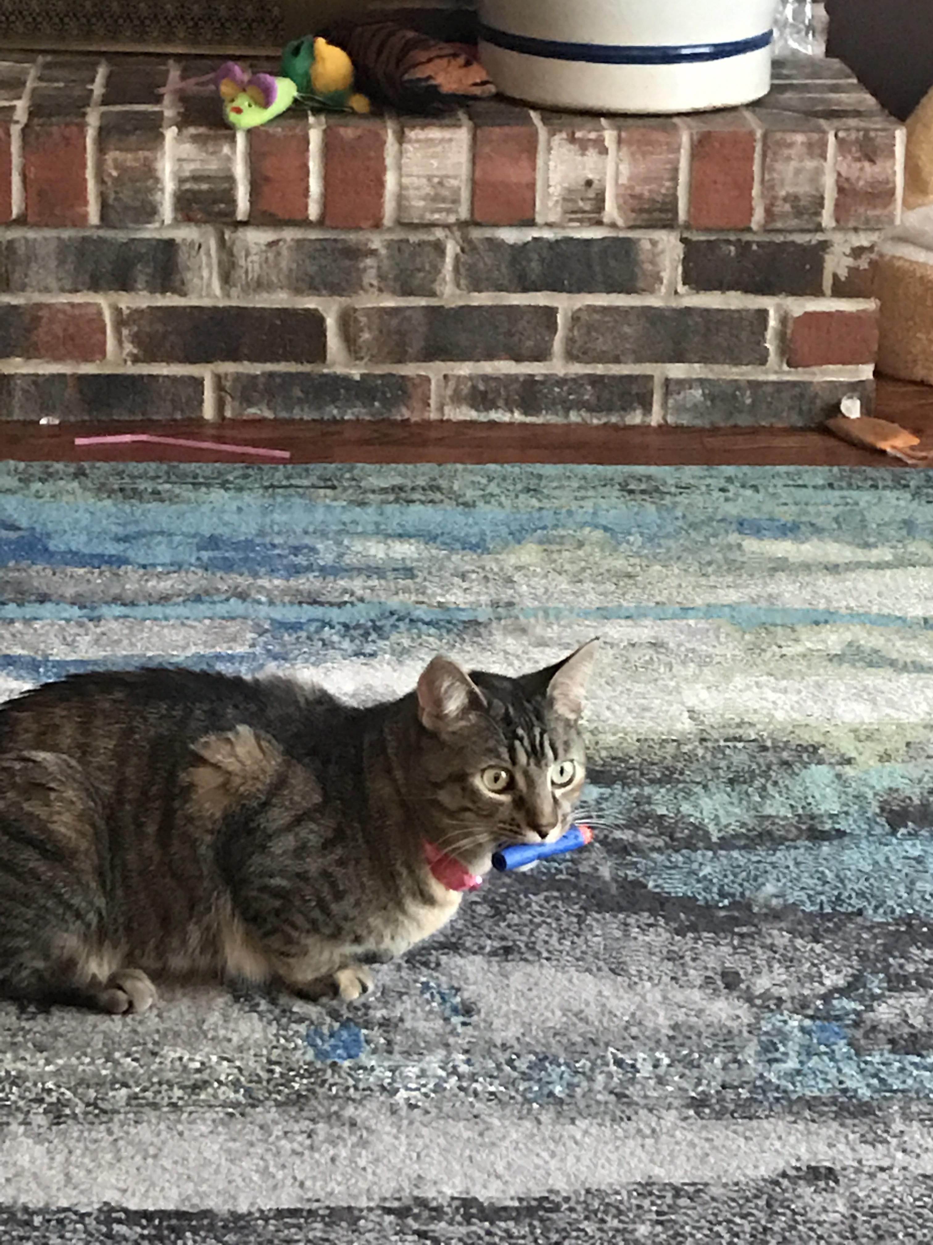 Mitzi just LOVES her nerf darts... r/cats